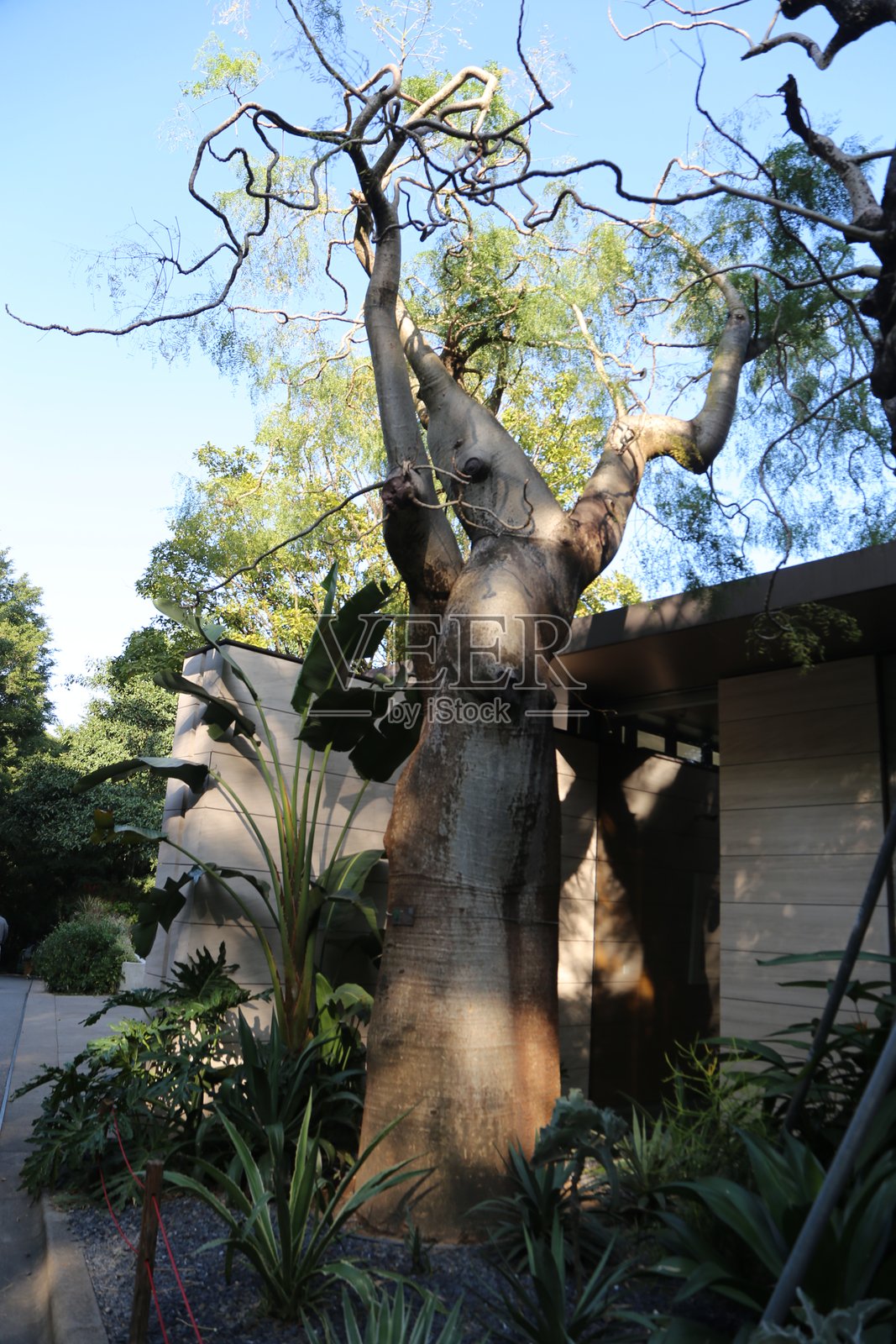 一棵树干弯曲扭曲的大树照片摄影图片