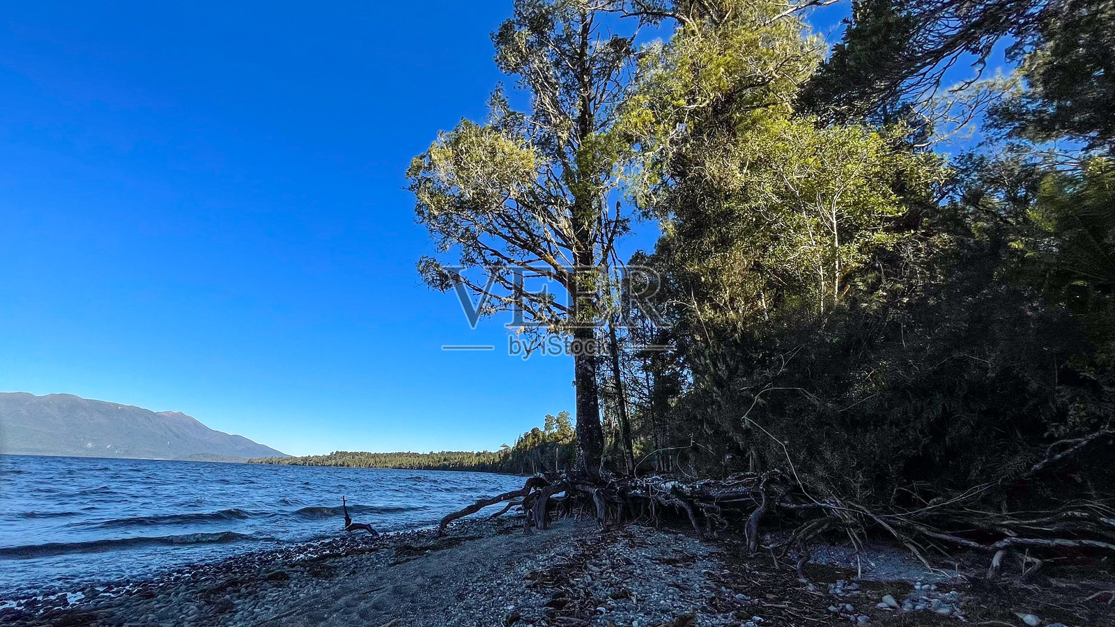 新西兰西海岸的卡尼尔湖岸边照片摄影图片