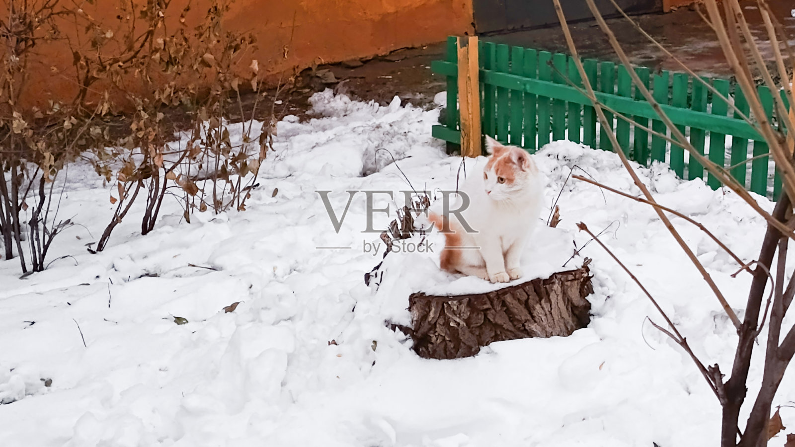 一只白色的猫,橙色的尾巴和耳朵,坐在雪地里的树桩上。文本背景。初雪。与宠物的冬季散步。无家可归动物日。世界猫日。照片摄影图片