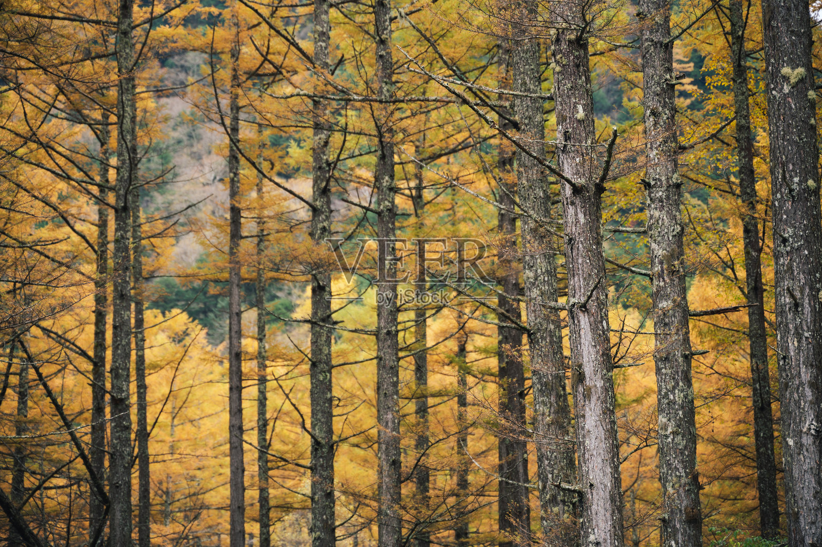 宽角度的黄松树在日本上高地的雪山乡村森林中,自然风景如画。照片摄影图片