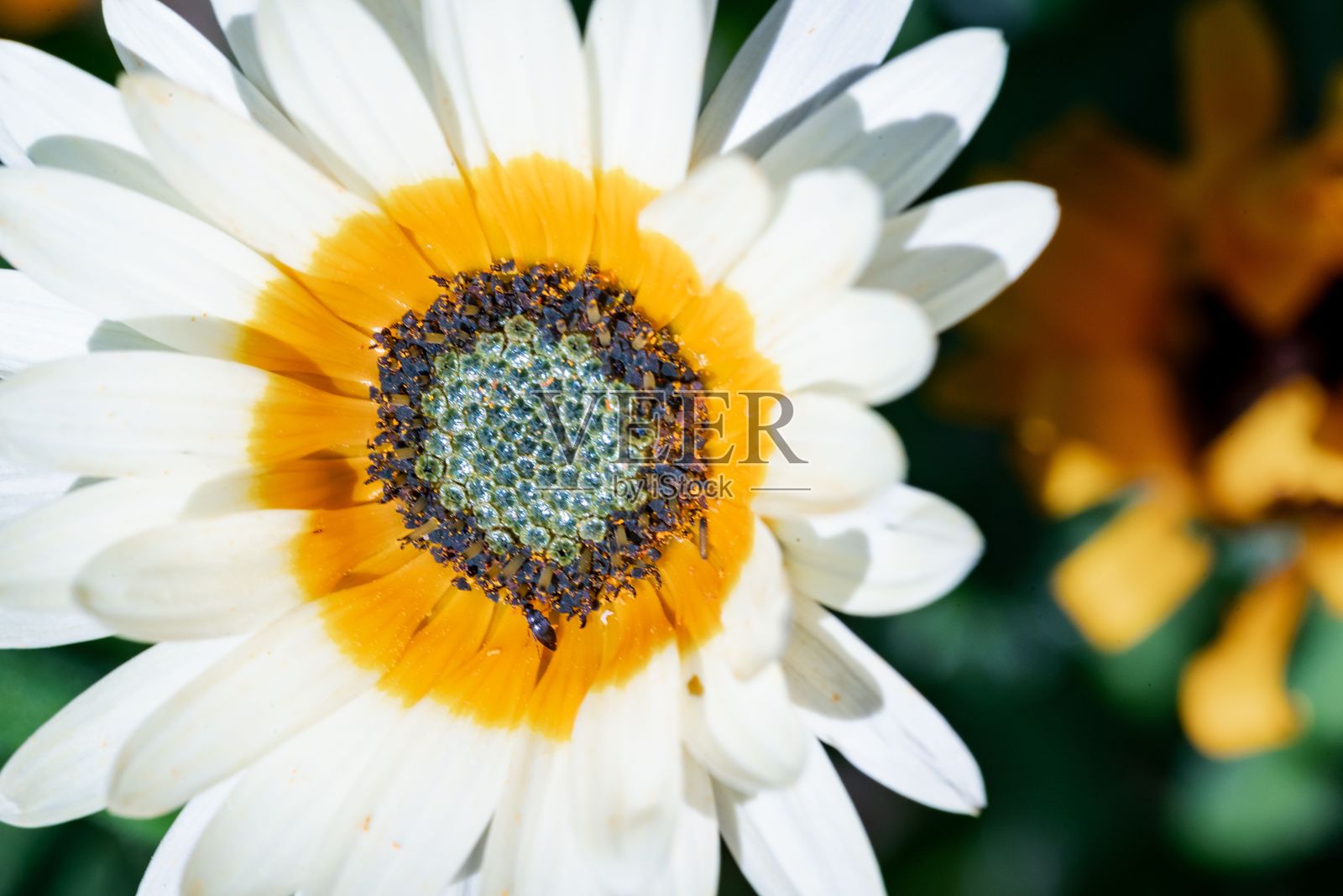 盛开的鲜艳雏菊特写。照片摄影图片