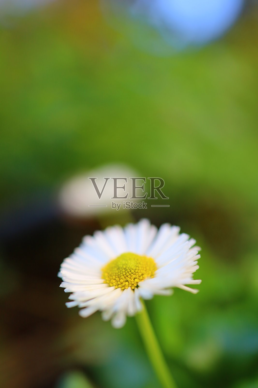 阳光照耀下的雏菊花照片摄影图片