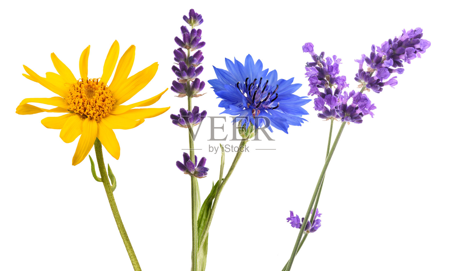 薰衣草、山金车和矢车菊照片摄影图片