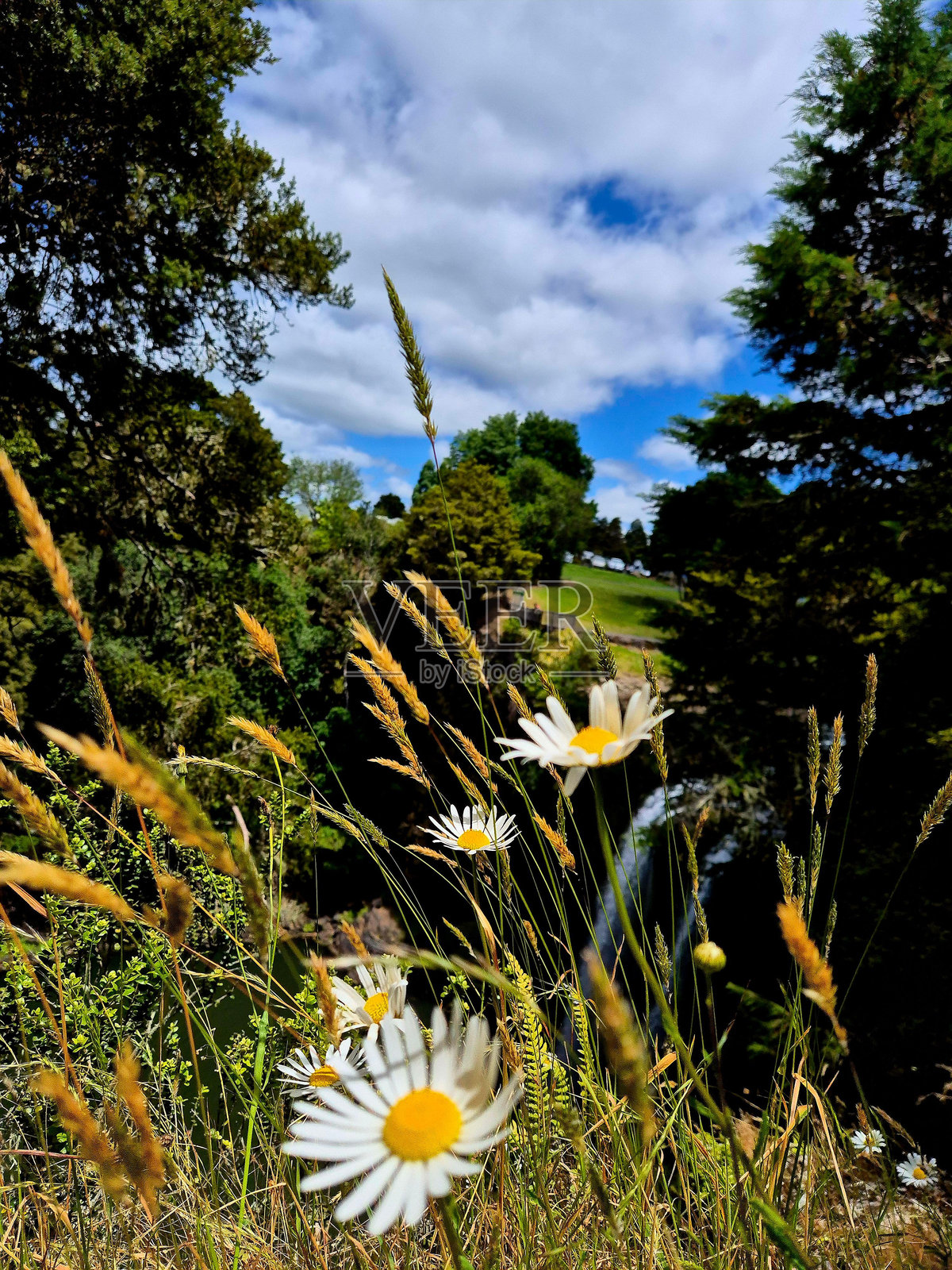 繁茂草地上的雏菊与多云的天空。照片摄影图片