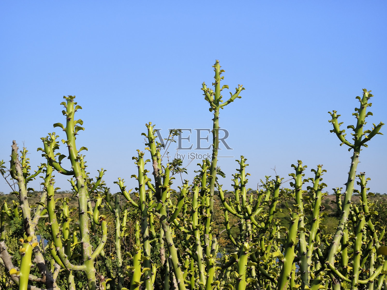 落叶大戟植物与蓝天背景照片摄影图片