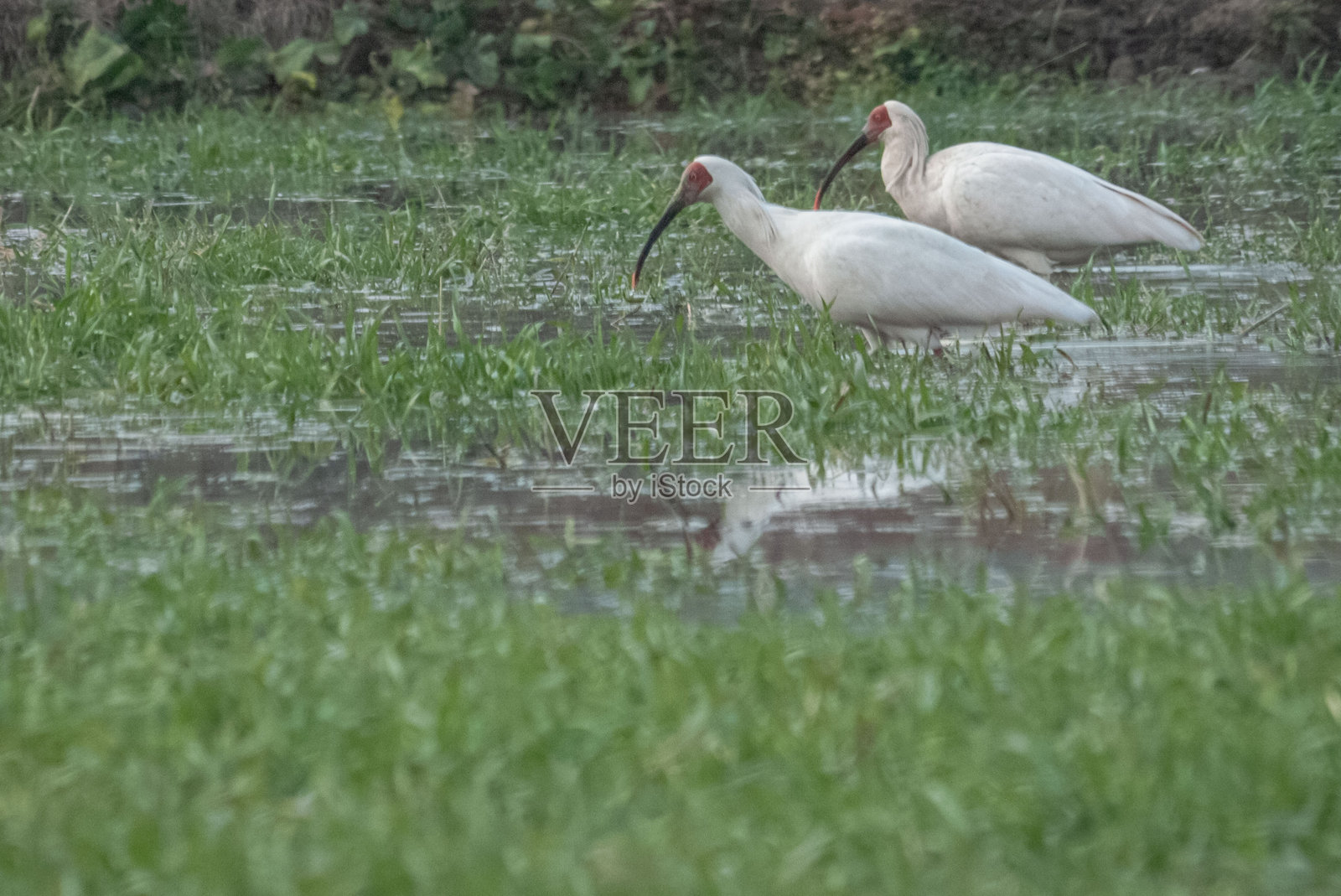 朱鹮照片摄影图片