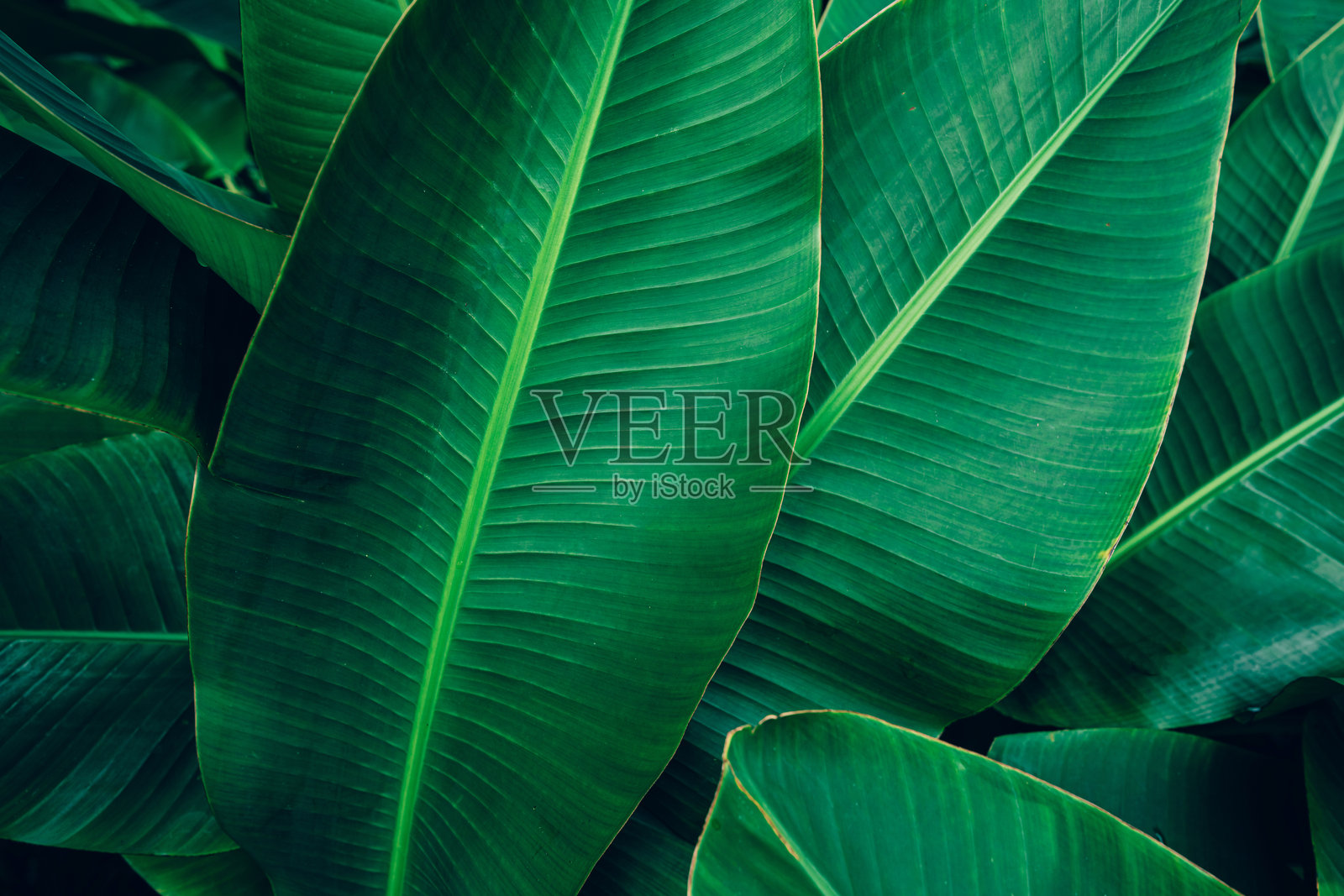 香蕉叶背景特写。照片摄影图片
