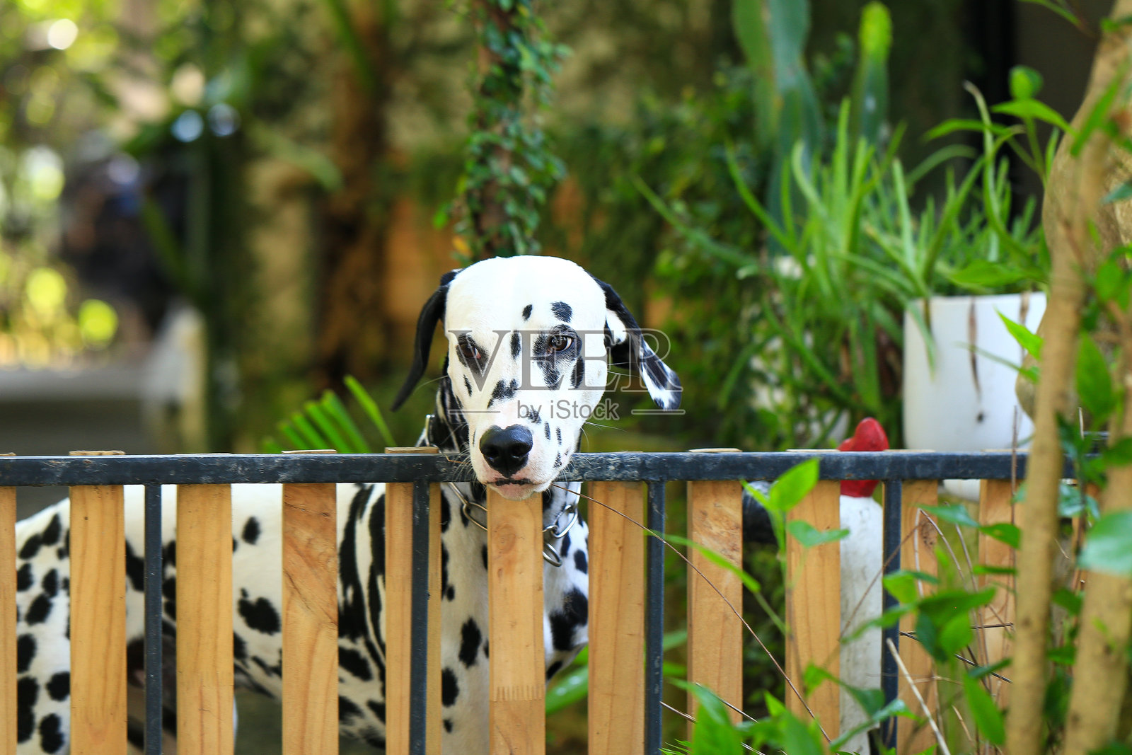 花园里的达尔马提亚犬,美丽的时刻照片摄影图片