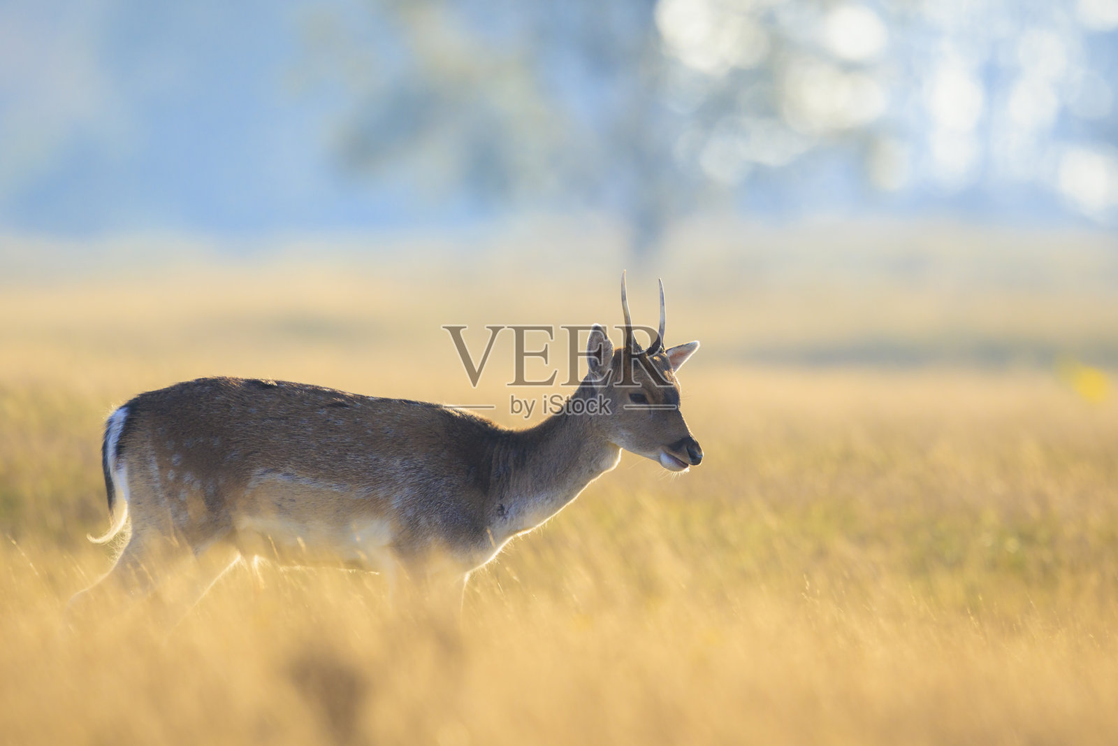 雌性梅花鹿,Dama Dama。照片摄影图片