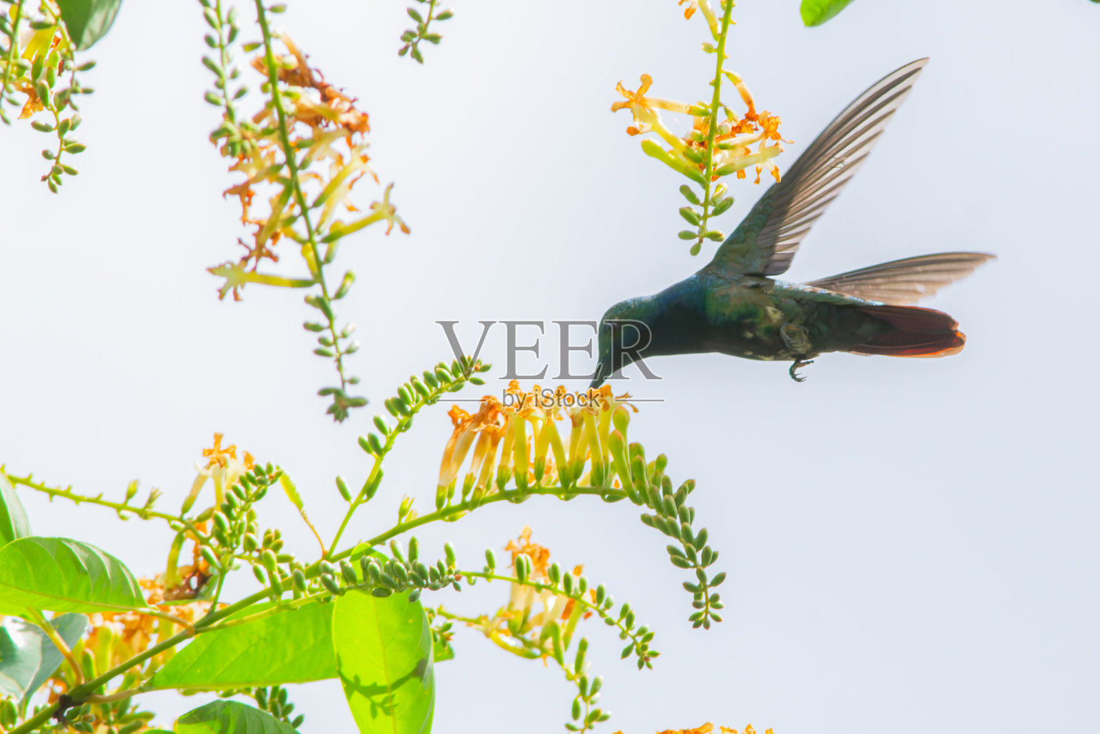 黑喉蜂鸟 (Anthracothorax nigricollis)照片摄影图片