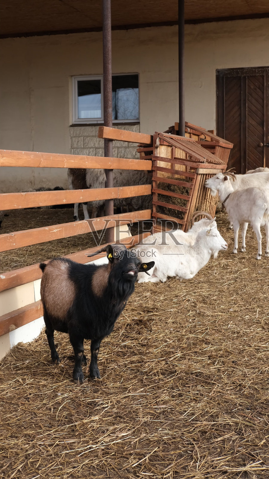 坐在围栏里的山羊好奇地看着。农业和畜牧业的概念。农业和乳制品生产。竖版图片。照片摄影图片
