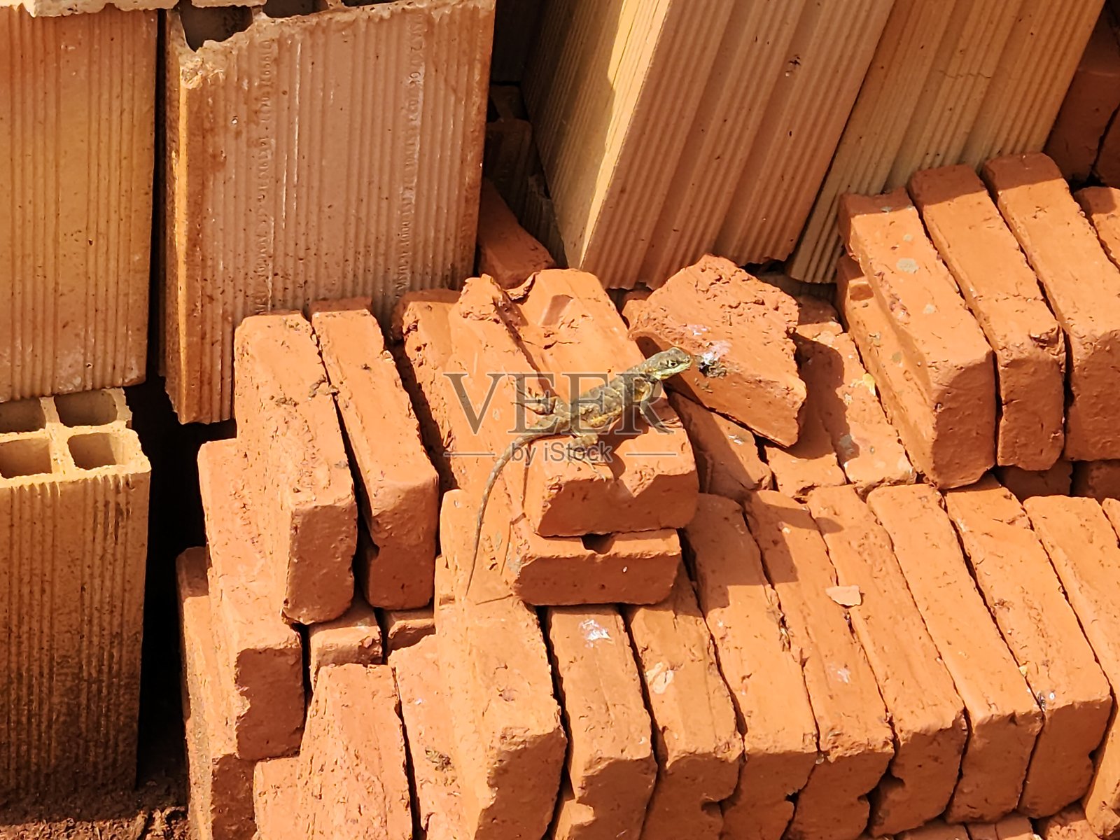 砖堆上的蜥蜴:灵活与伪装。蜥蜴与砖块:对比与运动。运动中的蜥蜴:在砖块与纹理之间。砖堆上的蜥蜴:细节与动作。砖上的蜥蜴:色彩与灵活性的和谐。照片摄影图片