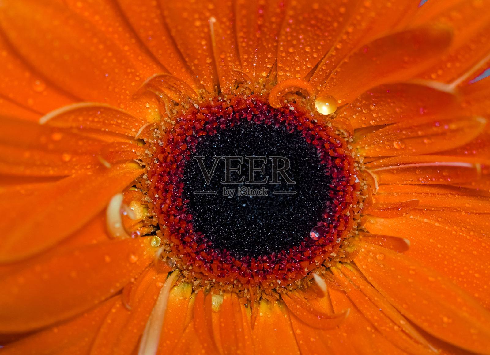 鲜艳的橙色非洲菊特写。盛开状态照片摄影图片