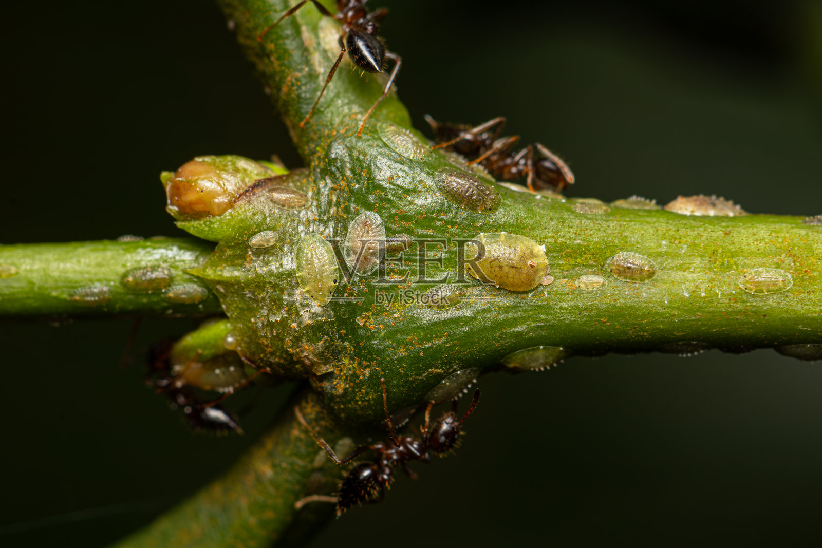 咖啡绿鳞虫 (Coccus rividis)照片摄影图片