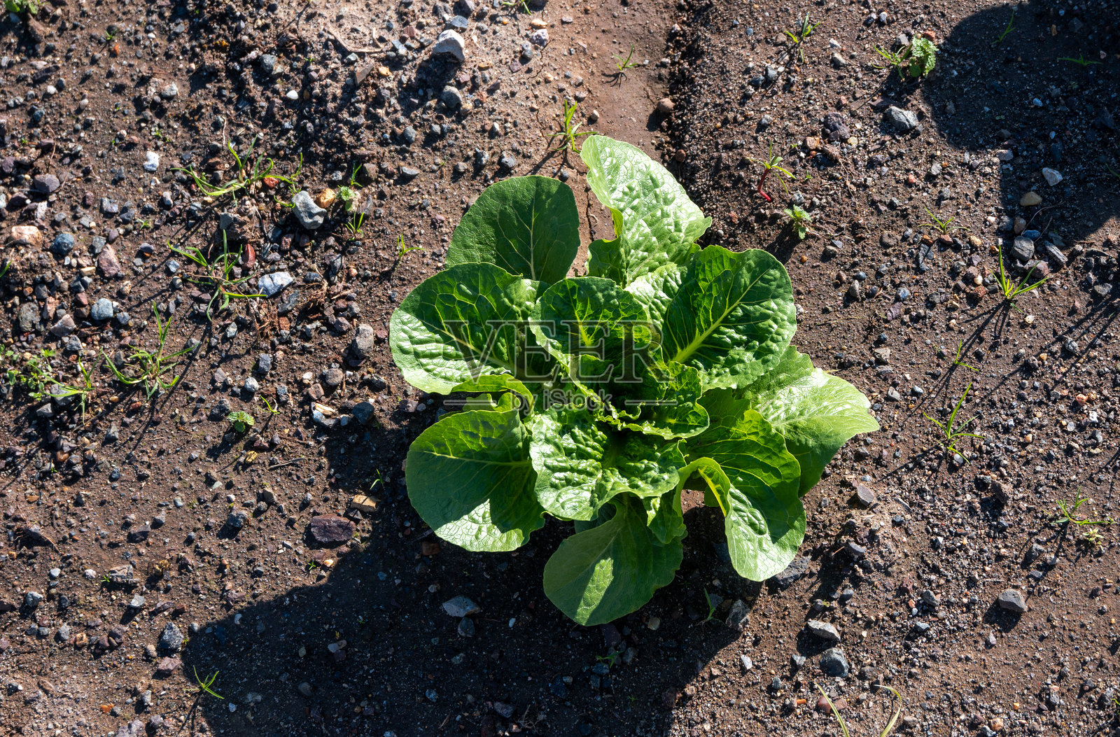 从上方俯视的特写照片显示了一颗生菜在土壤上。照片摄影图片