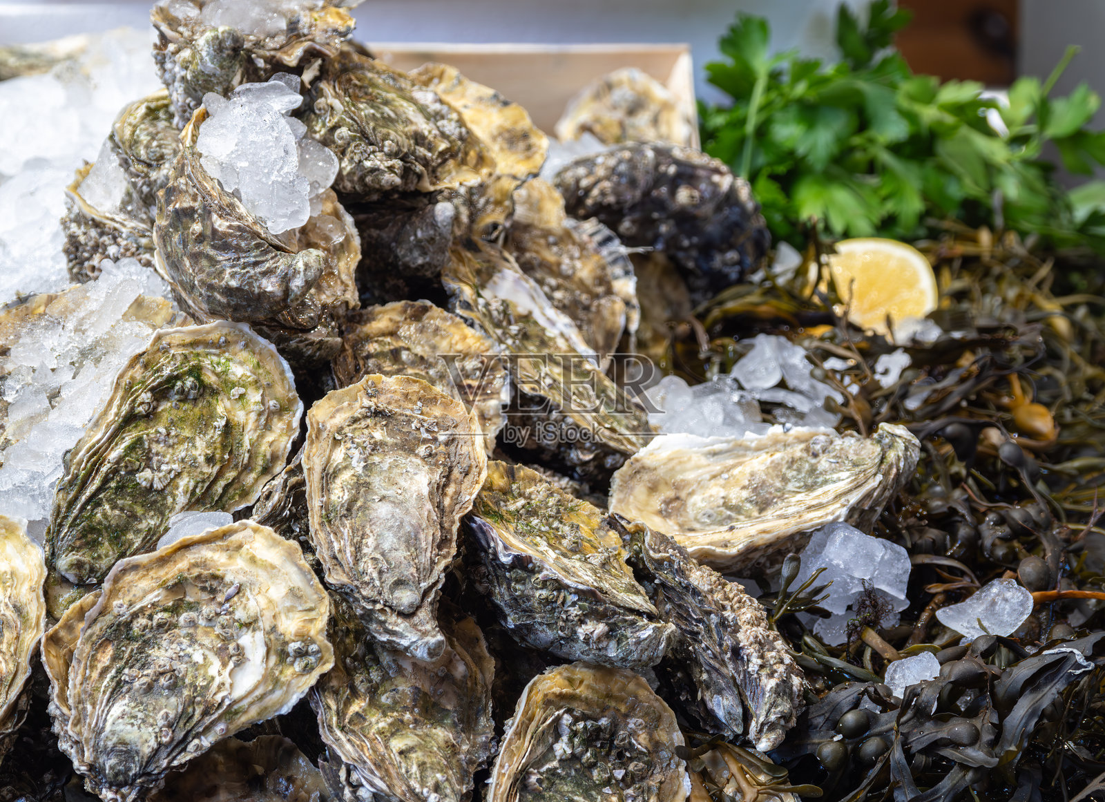 新鲜生蚝放在冰上,配有柠檬和香草照片摄影图片