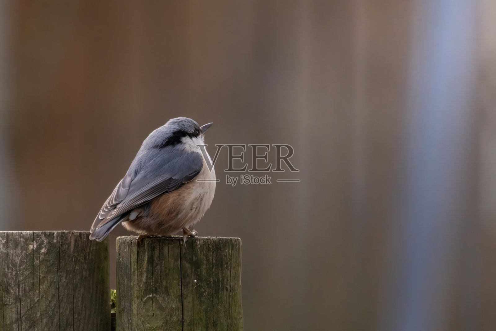 欧亚山雀(Sitta europaea),也称为林山雀。照片摄影图片