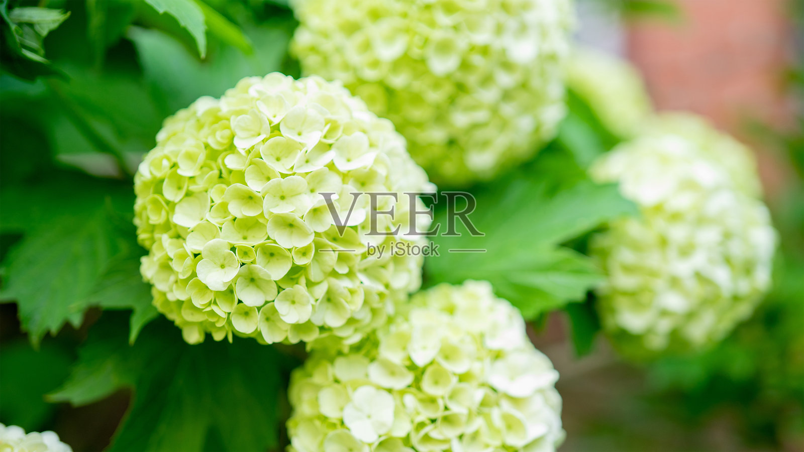 西洋接骨木,或称为古尔德玫瑰,是一种属于忍冬科的旧世界开花植物。园艺植物和花卉种植。照片摄影图片