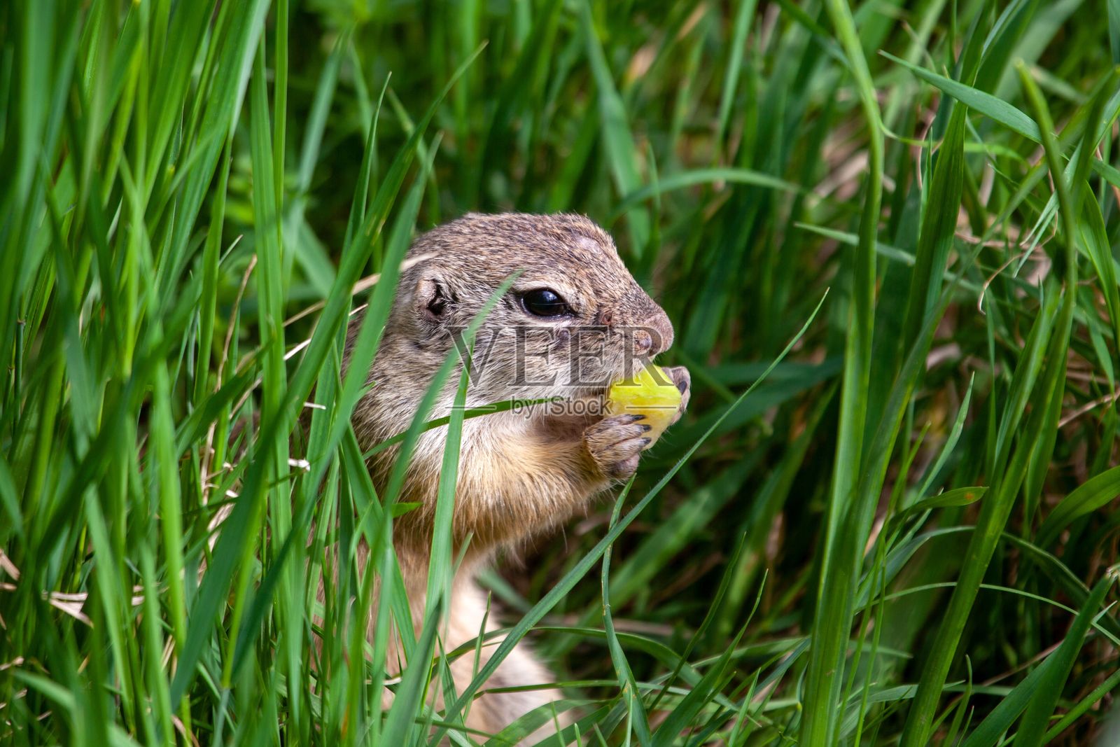 欧洲地松鼠,西方地松鼠照片摄影图片