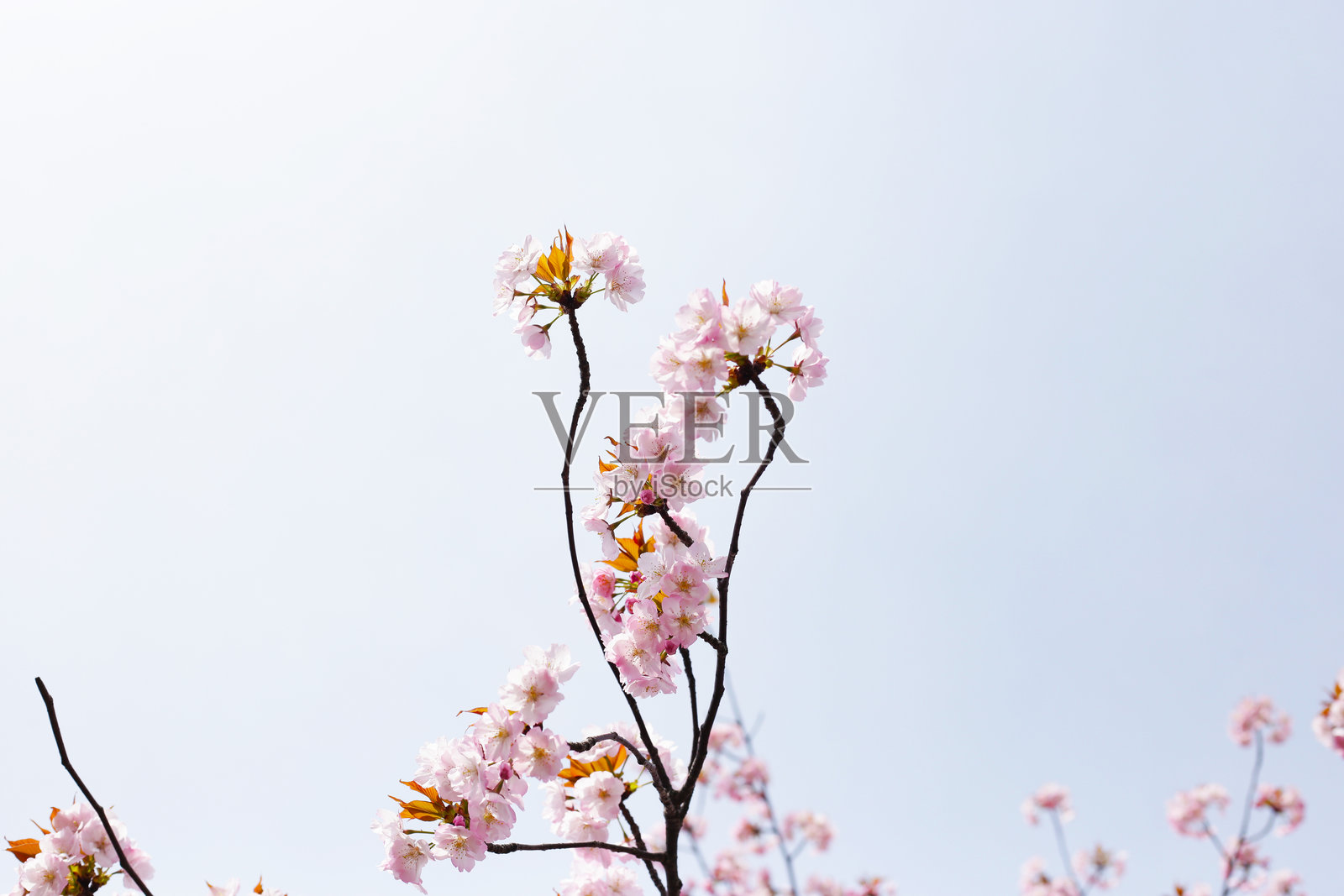 樱花树枝,樱花照片摄影图片