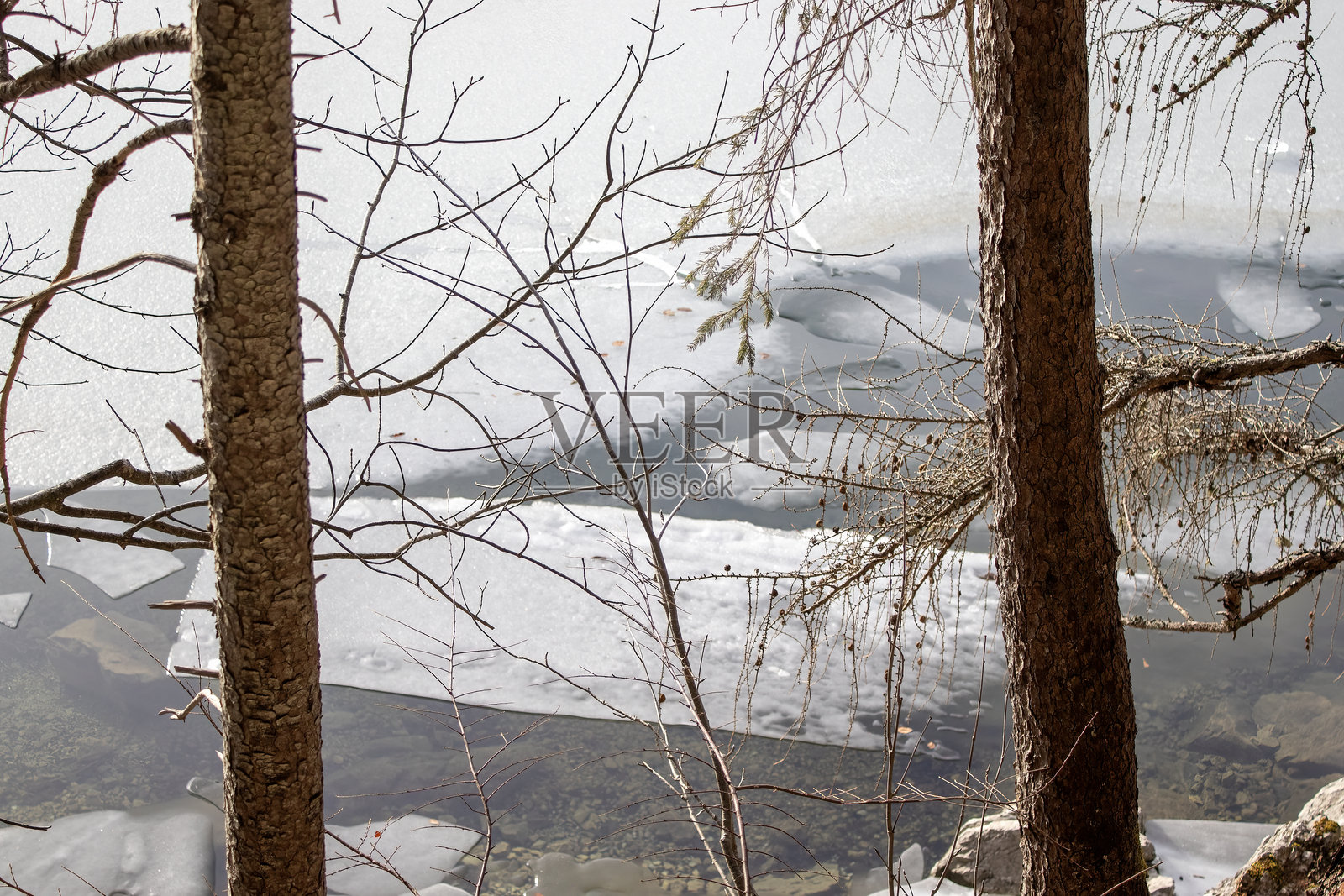 早春时节,宁静森林中被光秃树木环绕的冰冻湖泊照片摄影图片