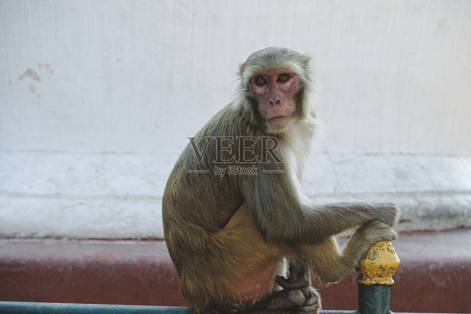 流浪猴照片摄影图片