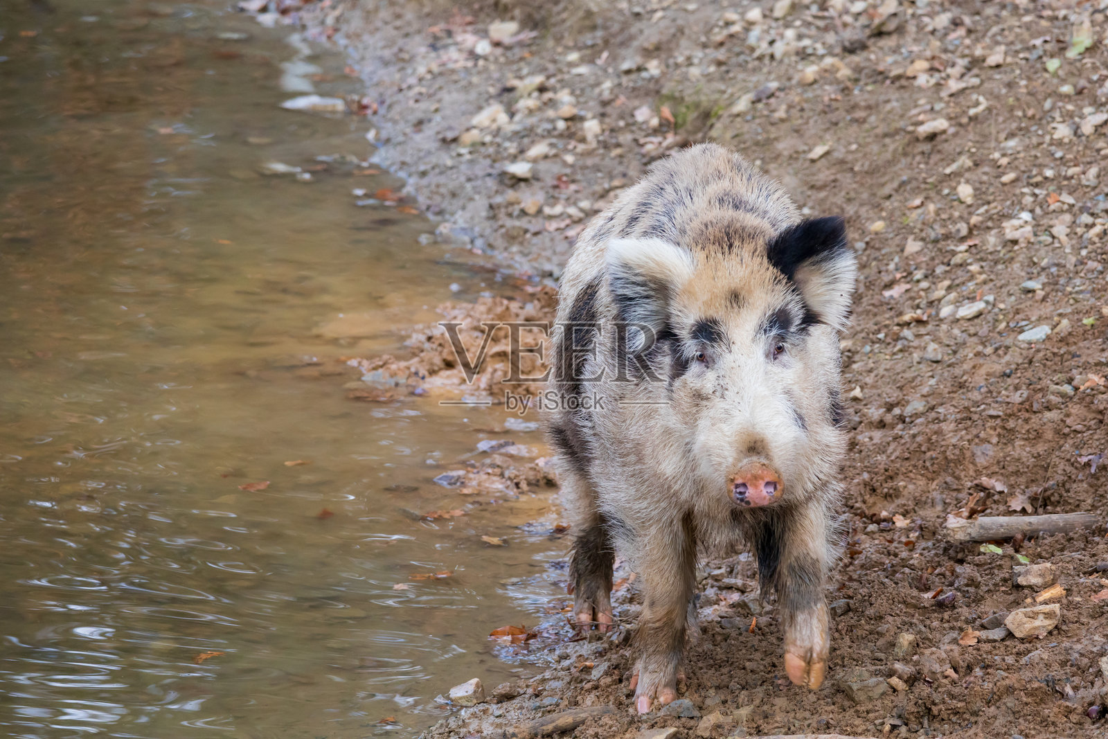 野猪 - 苏斯·斯克罗法 - 在森林中及其自然栖息地的照片。野生自然的照片。照片摄影图片