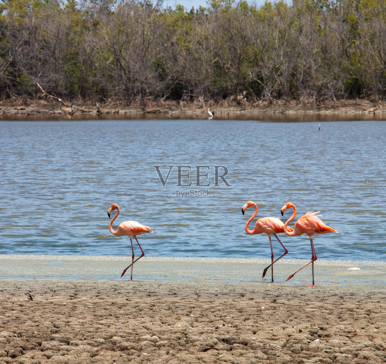 在古巴圣地亚哥的巴科纳奥湖海滩上行走的美洲火烈鸟(Phoenicopterus ruber)照片摄影图片