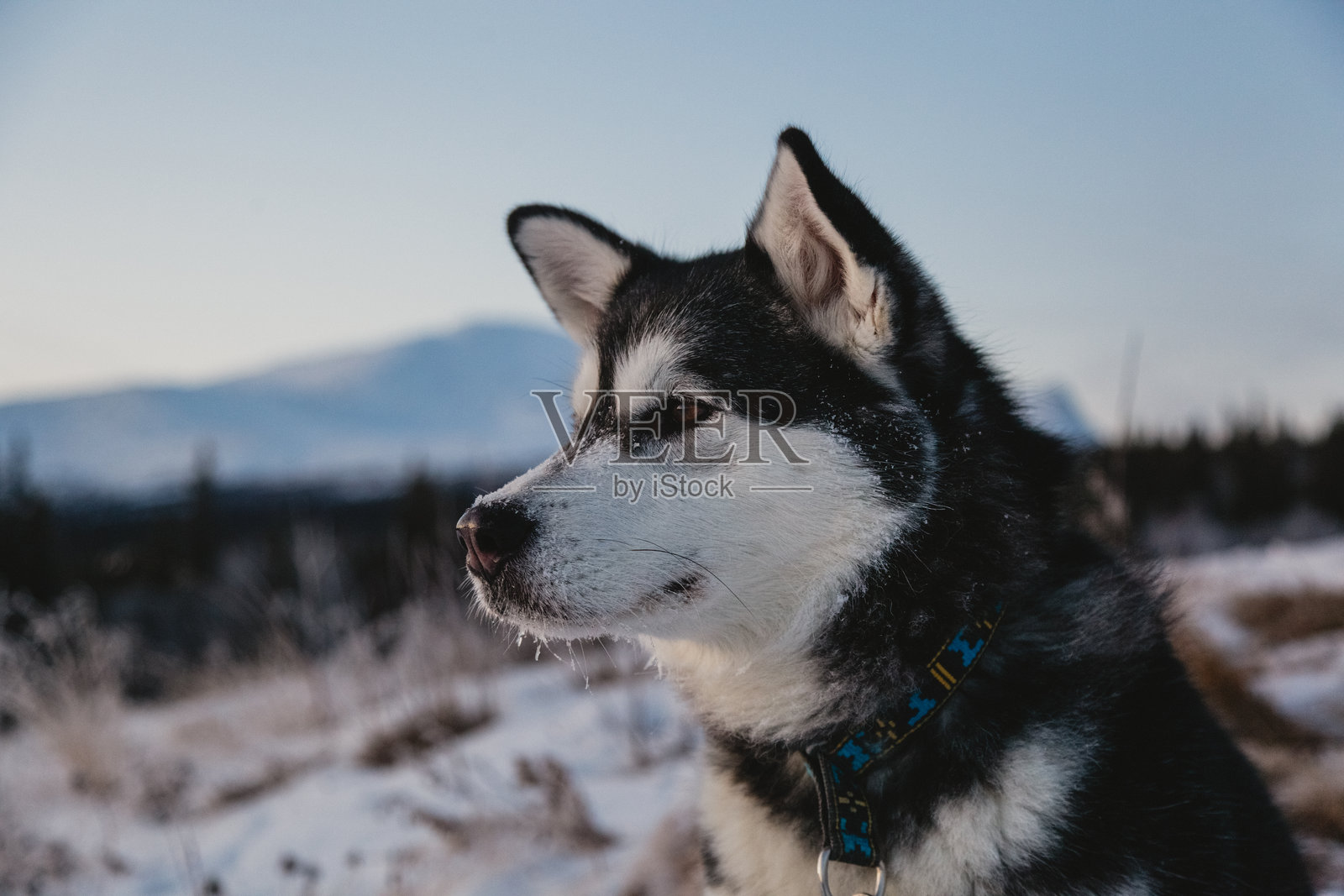 阿拉斯加马拉穆特犬在雪景中照片摄影图片