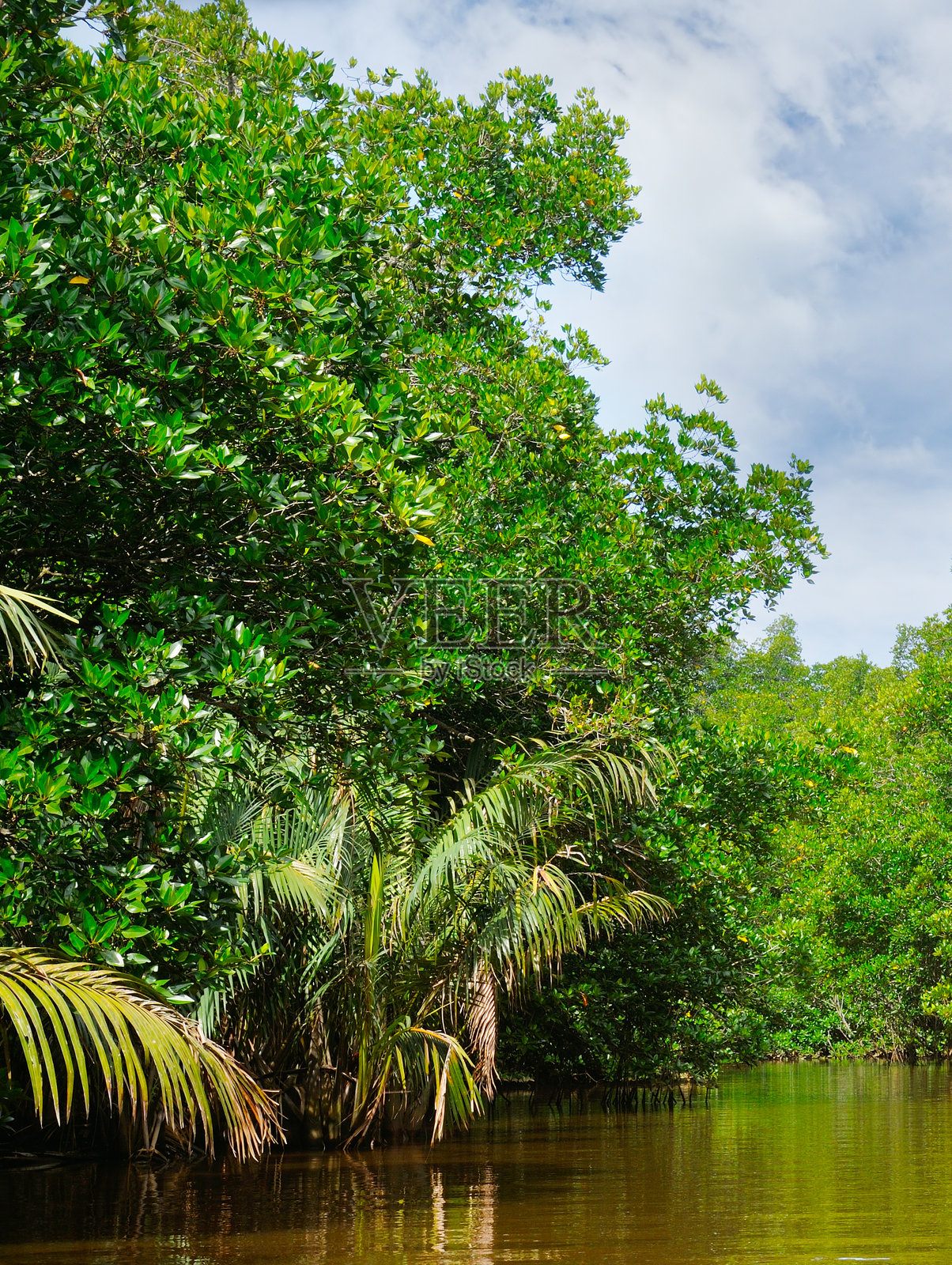 风景如画的湖边有红树林和椰子树。斯里兰卡。照片摄影图片