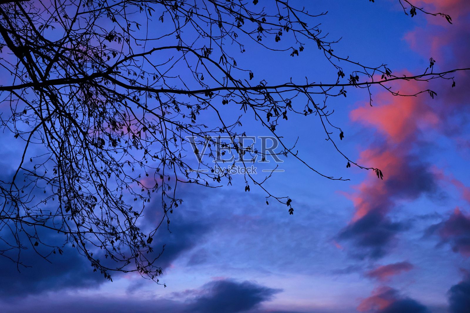 树枝的剪影映衬在绚丽的黄昏天空中。照片摄影图片