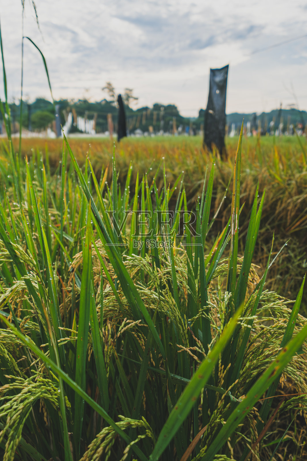带露水的稻田照片摄影图片