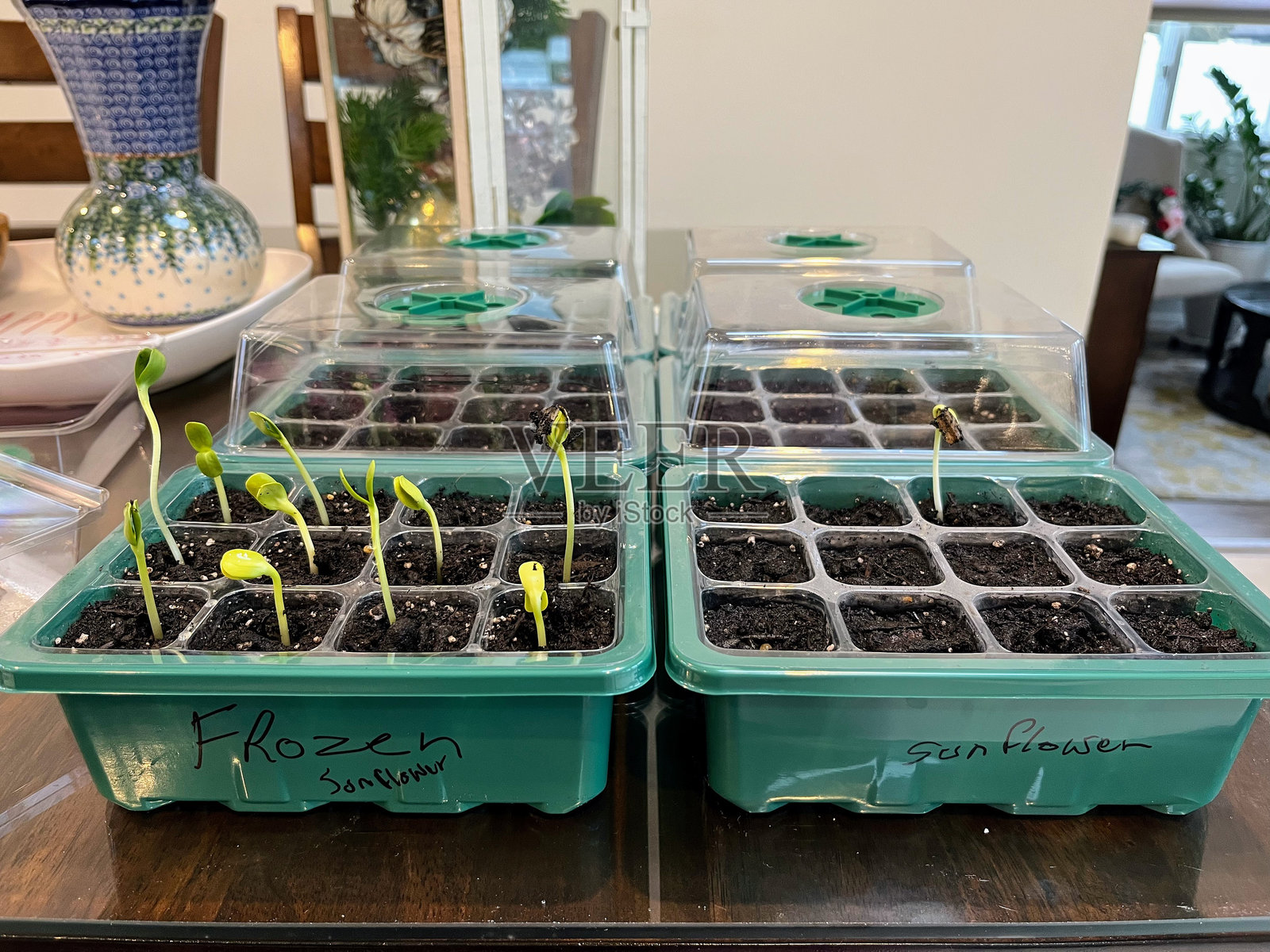 幼苗育苗盘照片摄影图片