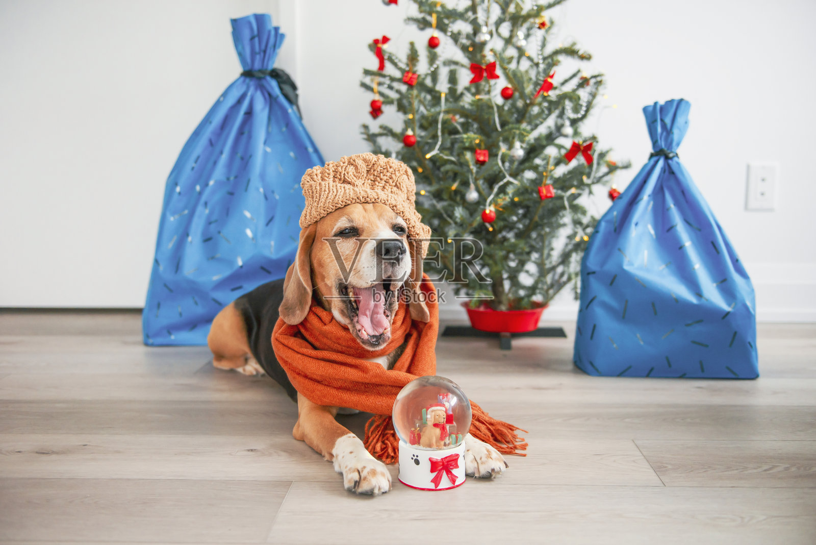 对圣诞礼物不满意的狗狗照片摄影图片