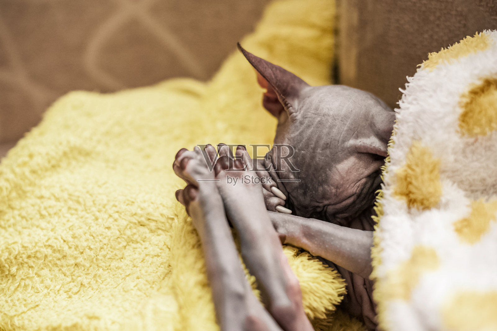 舒适地裹在黄色毛毯中的斯芬克斯猫睡觉照片摄影图片