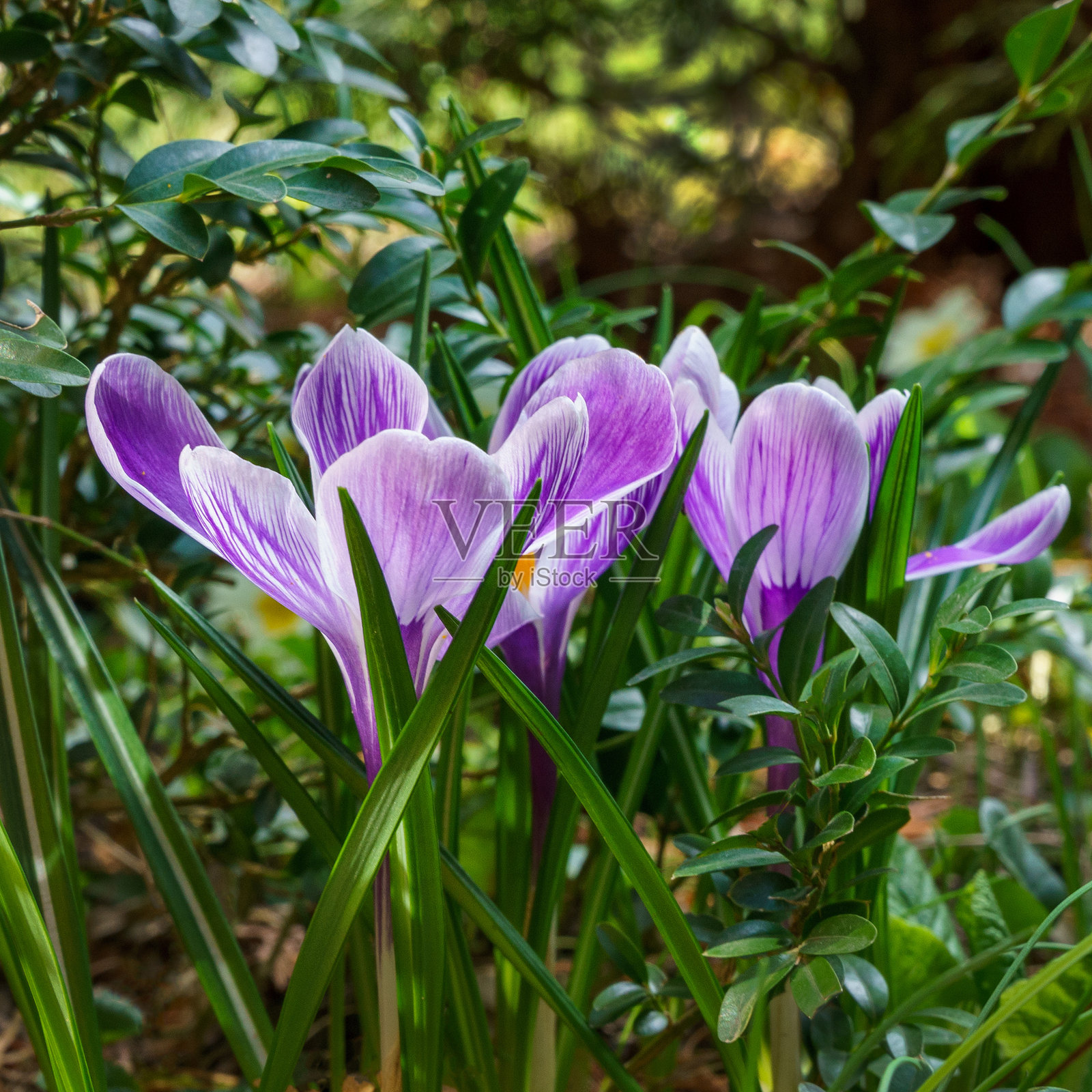 三朵条纹紫色的番红花“条纹之王”在明亮的春日阳光下游泳。背景模糊,绿意盎然的花园。选择性对焦。照片摄影图片