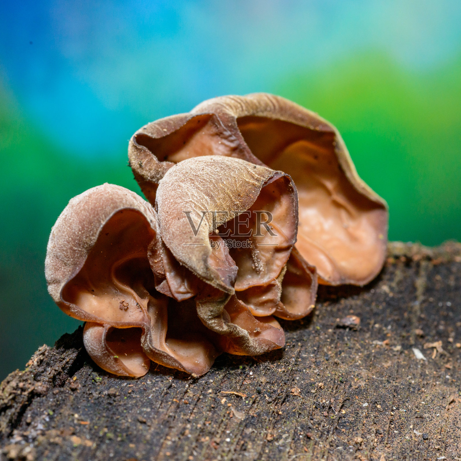 耳状耳菌 - 生长在老树桩上的腐生真菌,敖德萨照片摄影图片