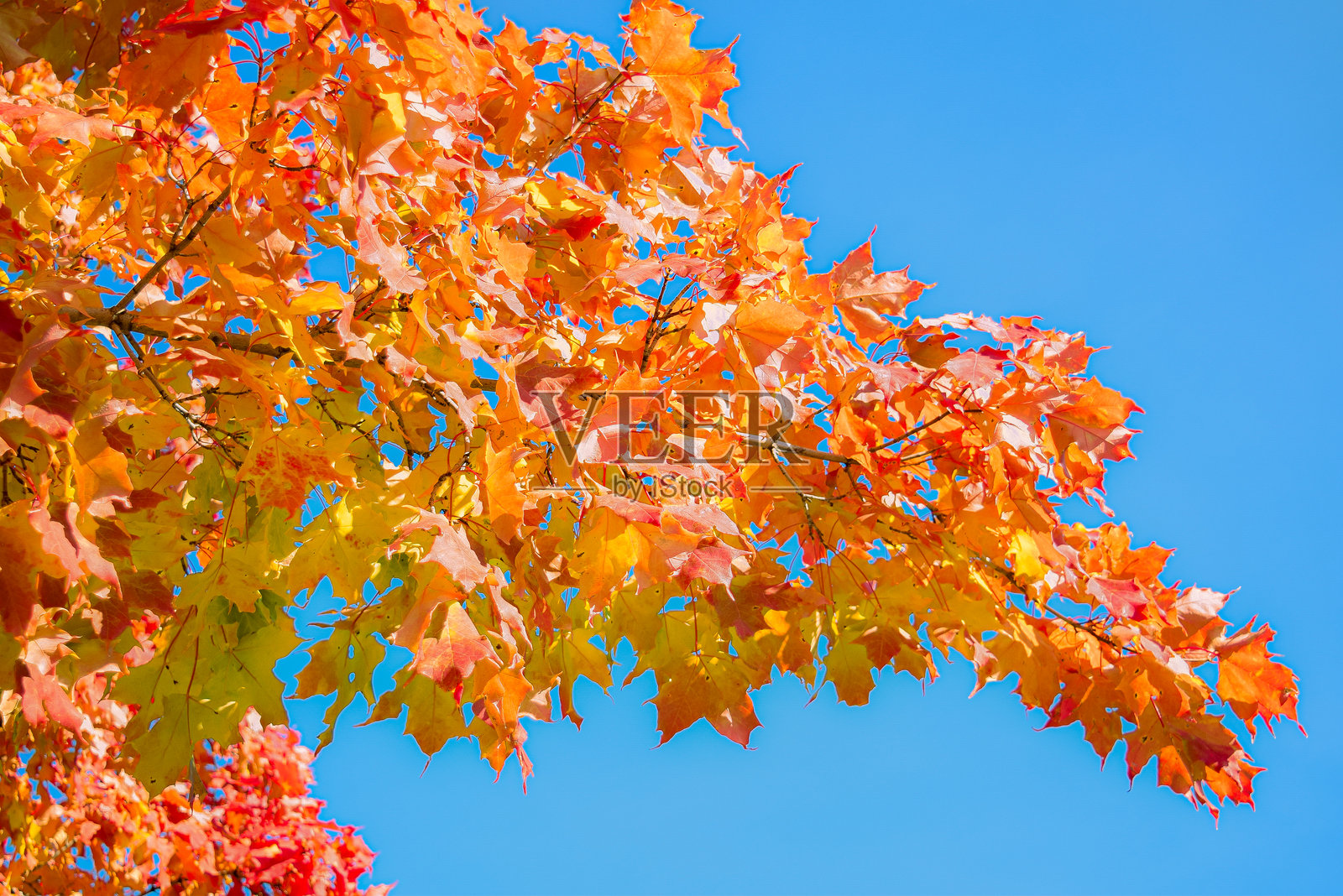 明亮多彩的秋叶映衬着天空背景照片摄影图片