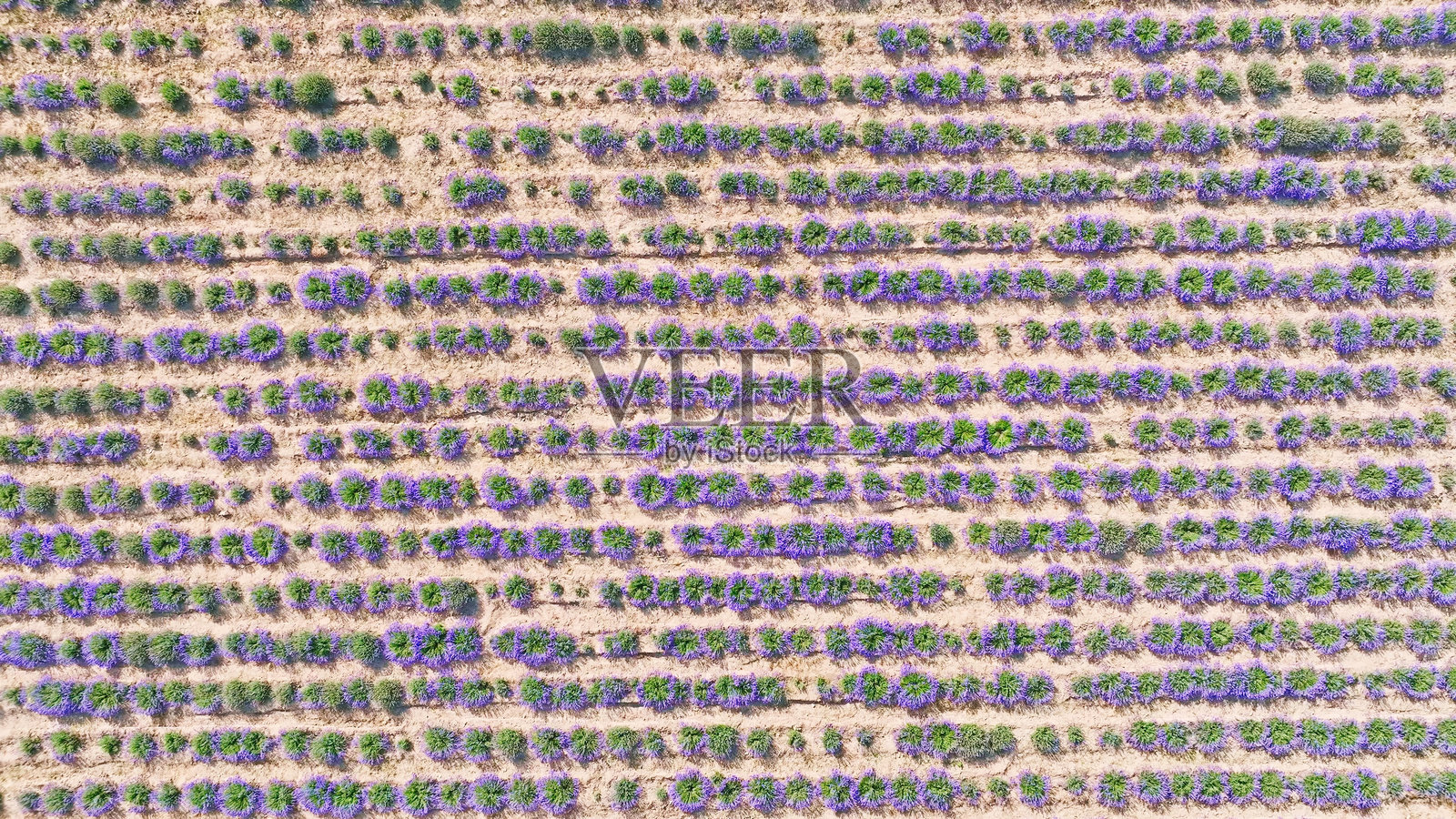 薰衣草花园,霍城县,伊犁,新疆,中国,亚洲。生态农业,田野,农田。丝绸之路。薰衣草花田,薰衣草种植。照片摄影图片