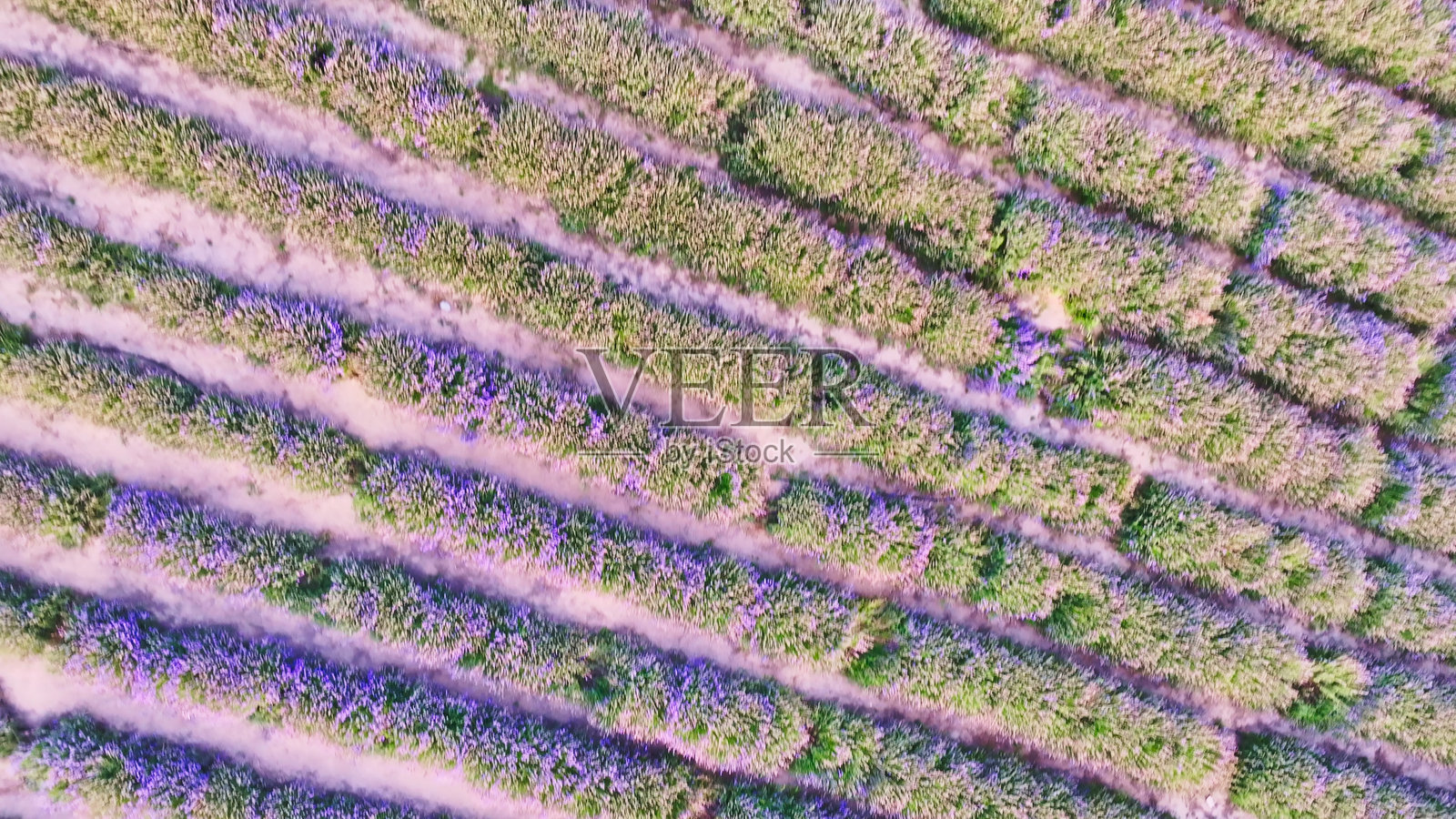 薰衣草花园,霍城县,伊犁,新疆,中国,亚洲。生态农业,田野,农田。丝绸之路。薰衣草花田,薰衣草种植。照片摄影图片