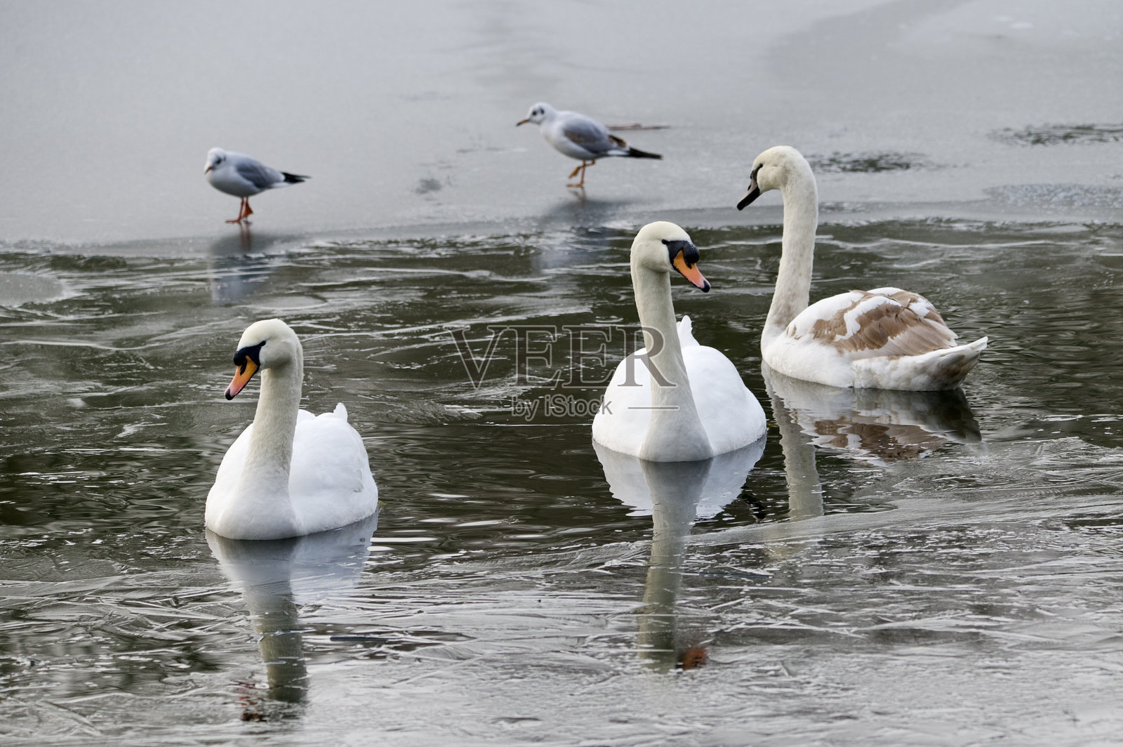 三只哑巴天鹅在冰冻的水面上游泳照片摄影图片