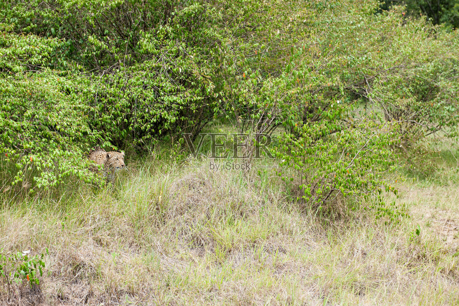 灌木丛中的豹子照片摄影图片