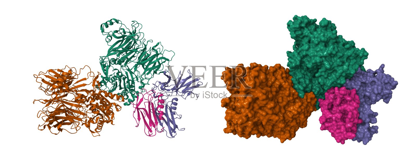 人类DPP9(棕绿色)-CARD8(紫粉色)复合物照片摄影图片