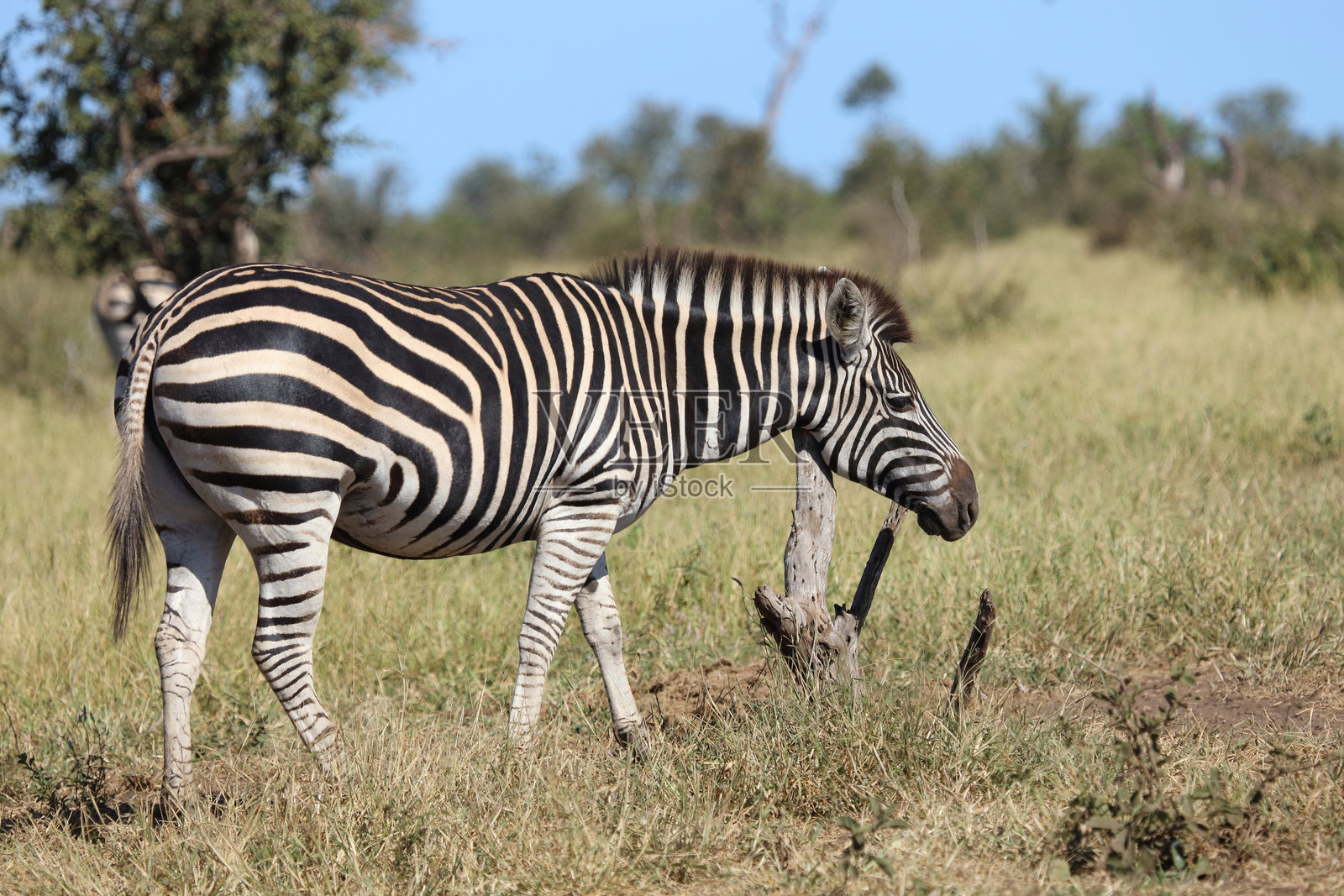 草原斑马 / 伯切尔斑马 / Equus quagga burchellii照片摄影图片