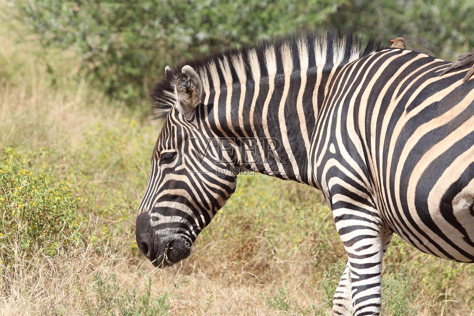 草原斑马 / 伯切尔斑马 / Equus quagga burchellii照片摄影图片