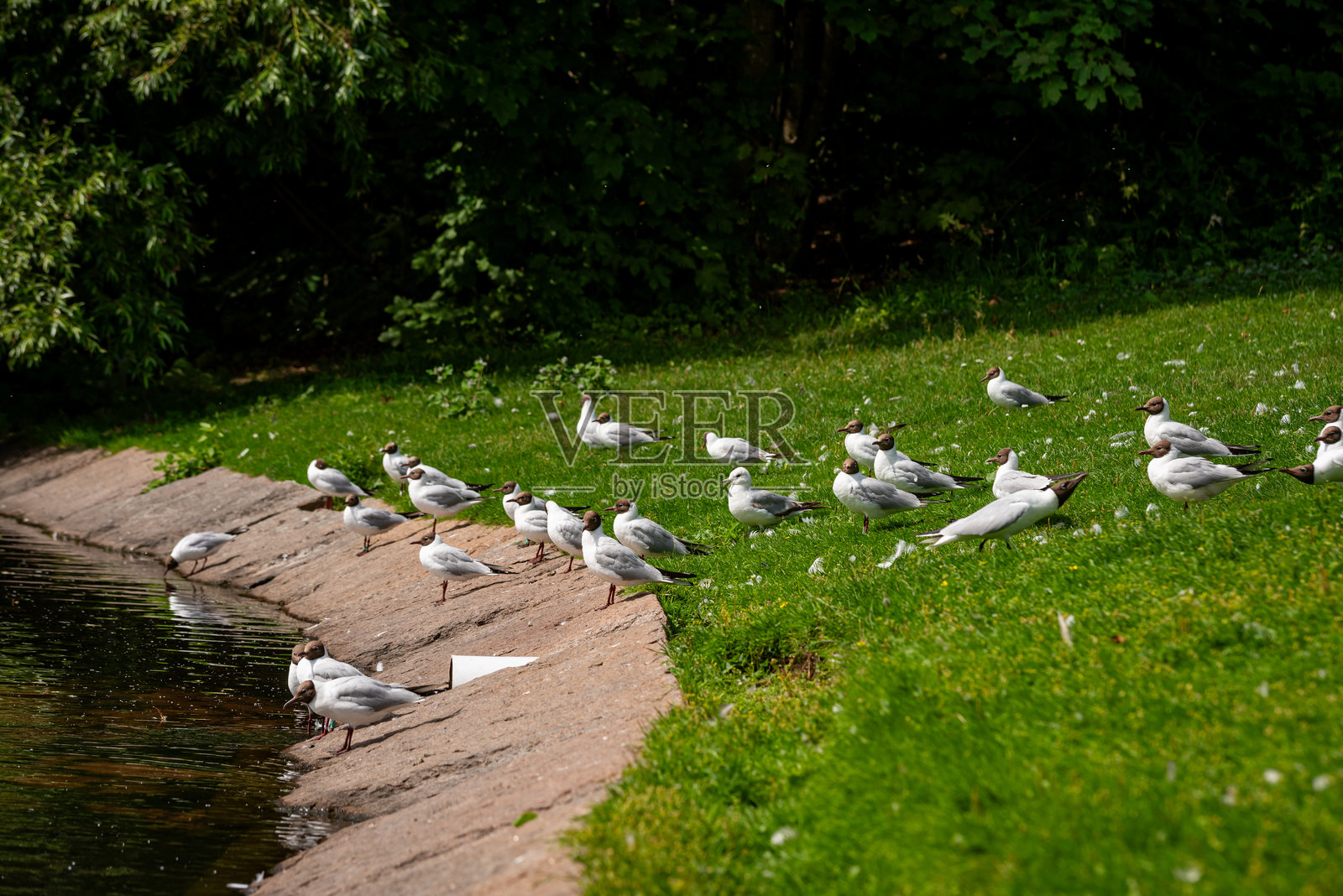 一群海鸥坐在绿草和混凝土边缘的运河边。草地上有羽毛。照片摄影图片