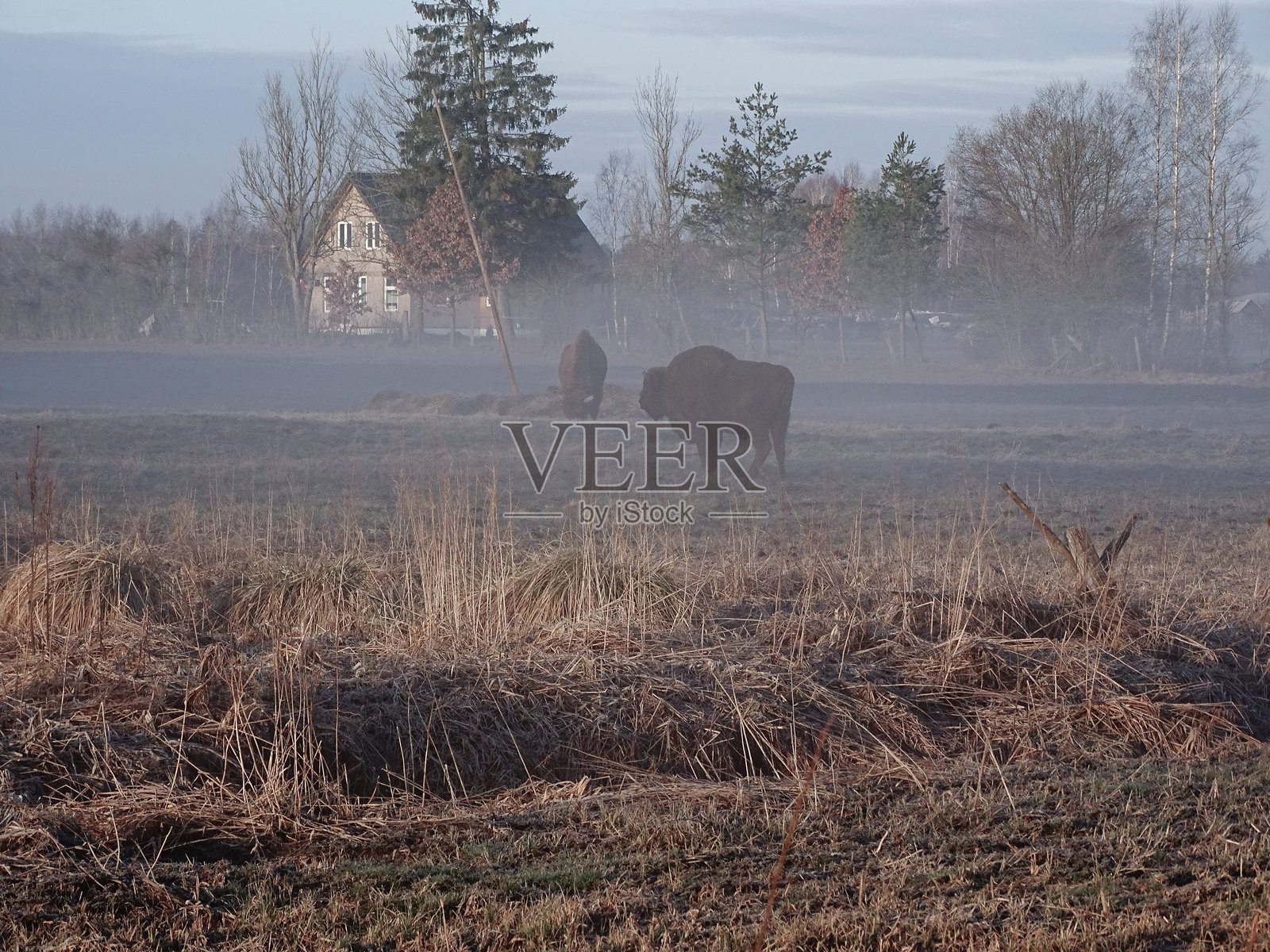 花园里的野牛照片摄影图片