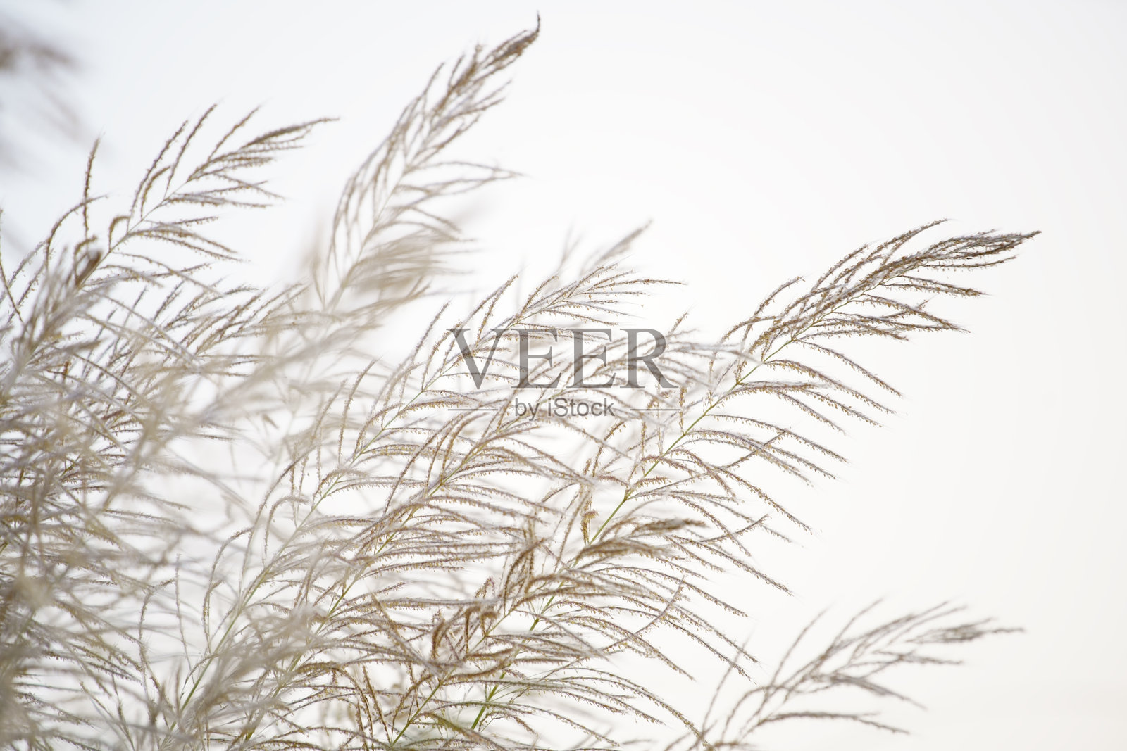 细腻的芦苇草剪影映衬柔和的背景光线照片摄影图片