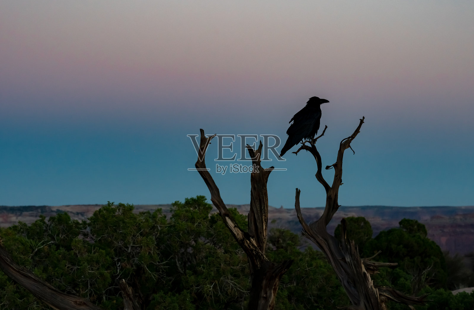 沙漠日落时树上的乌鸦剪影照片摄影图片