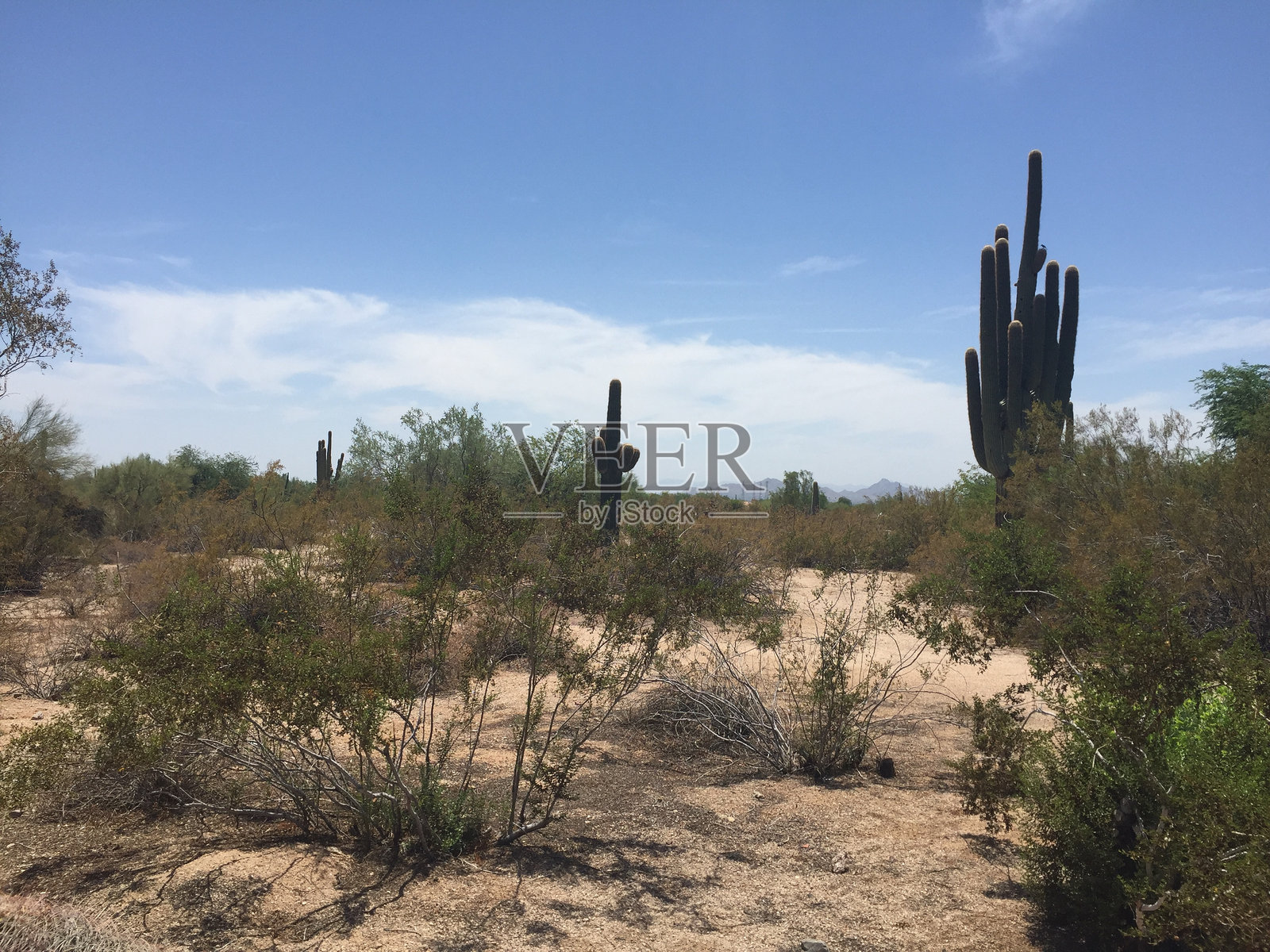 灰鹰的沙漠照片摄影图片